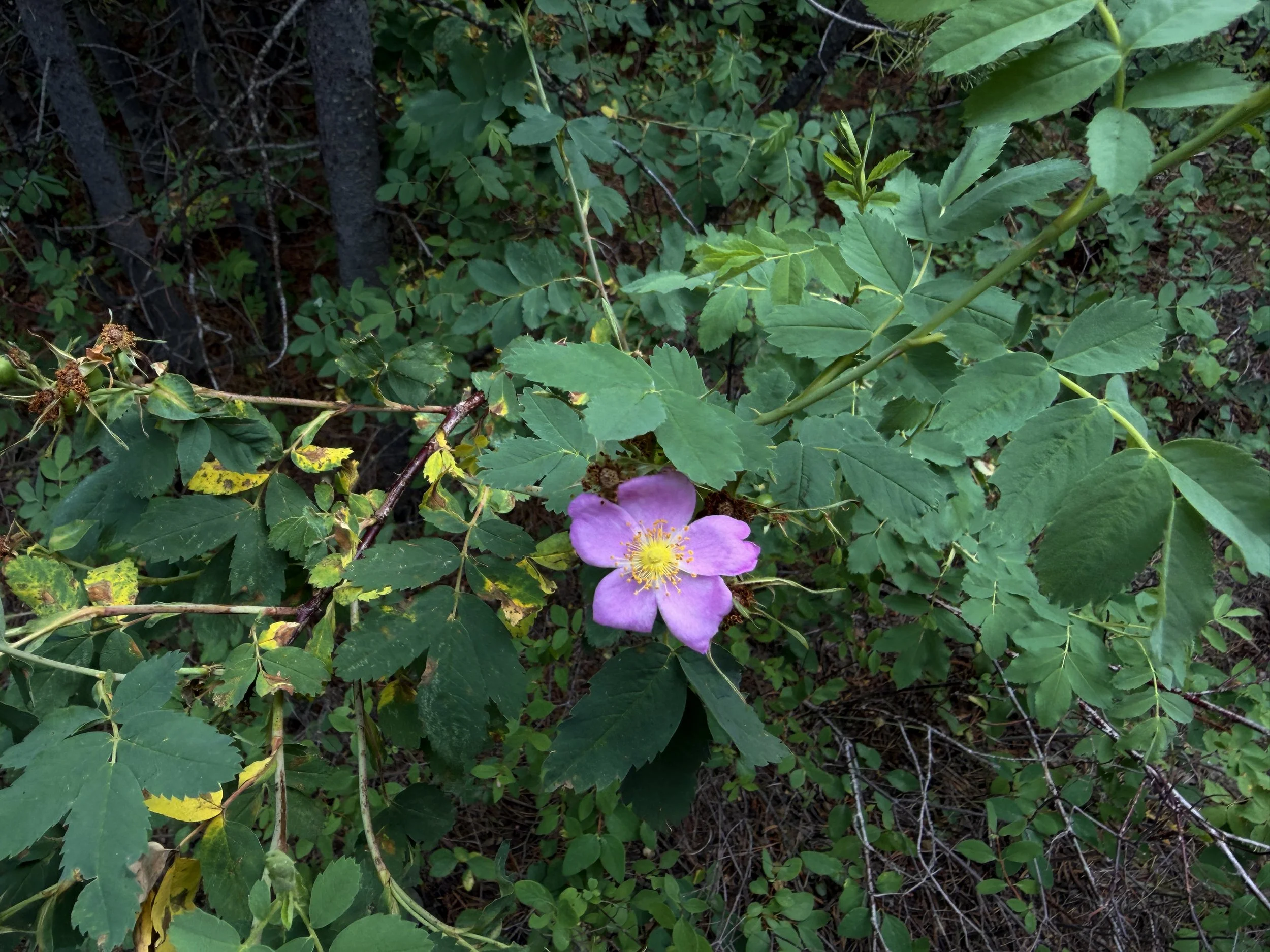 Woods Rosa woodsii