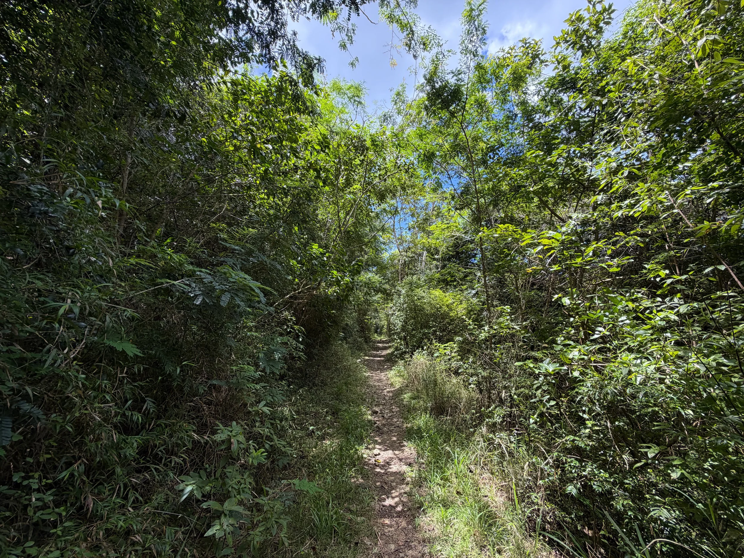 LEsperance Trail Virgin Islands National Park
