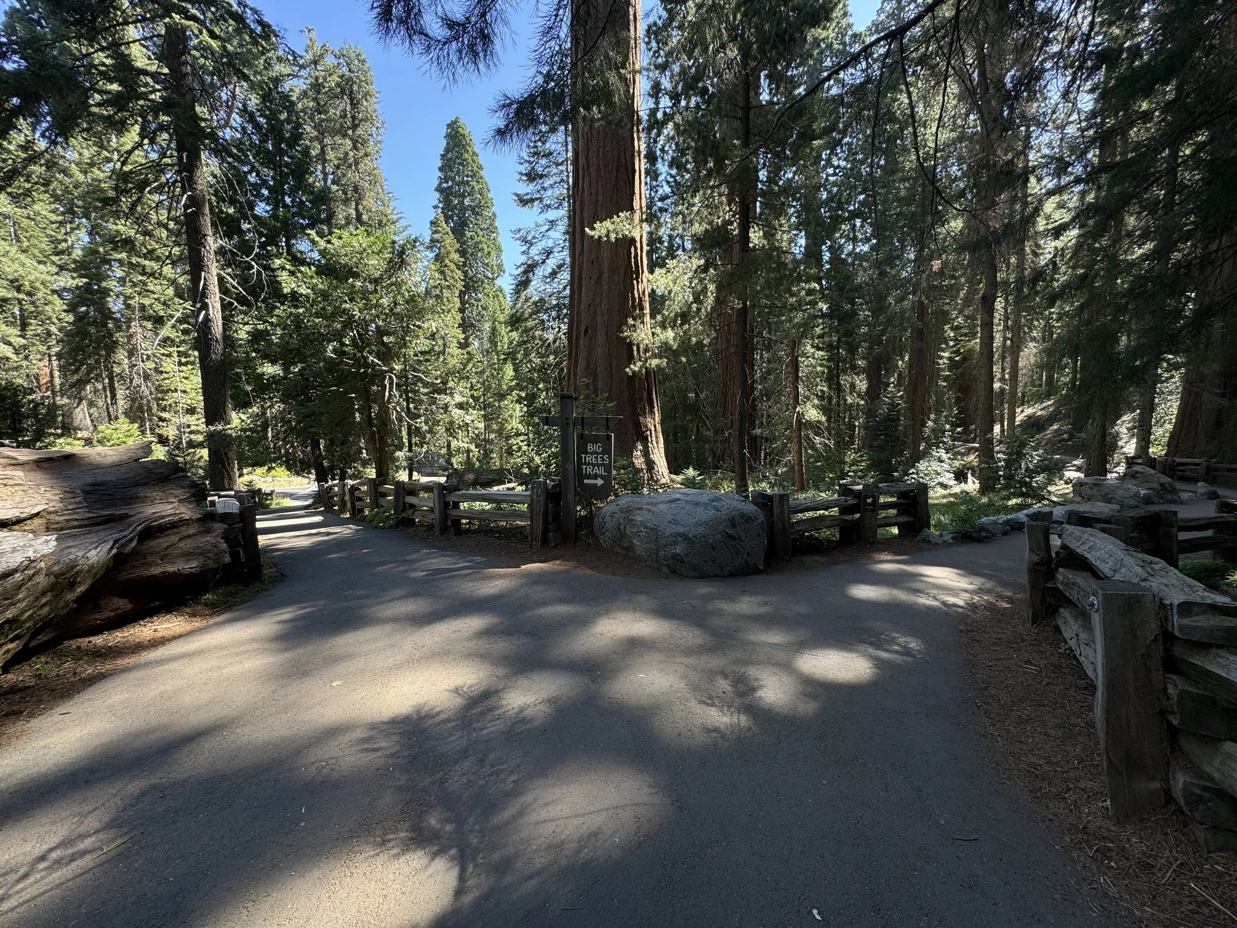 Hiking the Big Trees Trail in Sequoia National Park — noahawaii