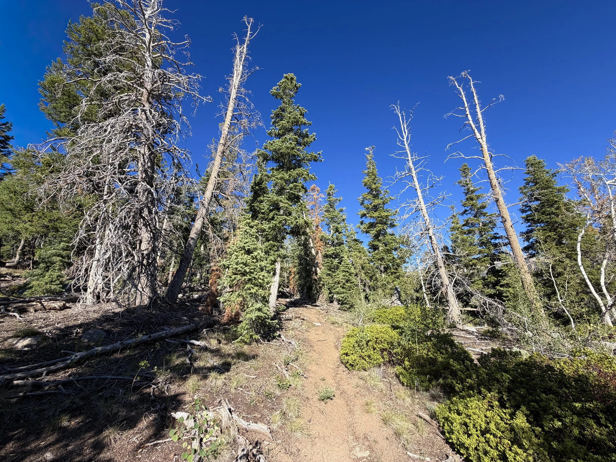 Snake Divide Trail to Mt Washington Great Basin National Park Nevada
