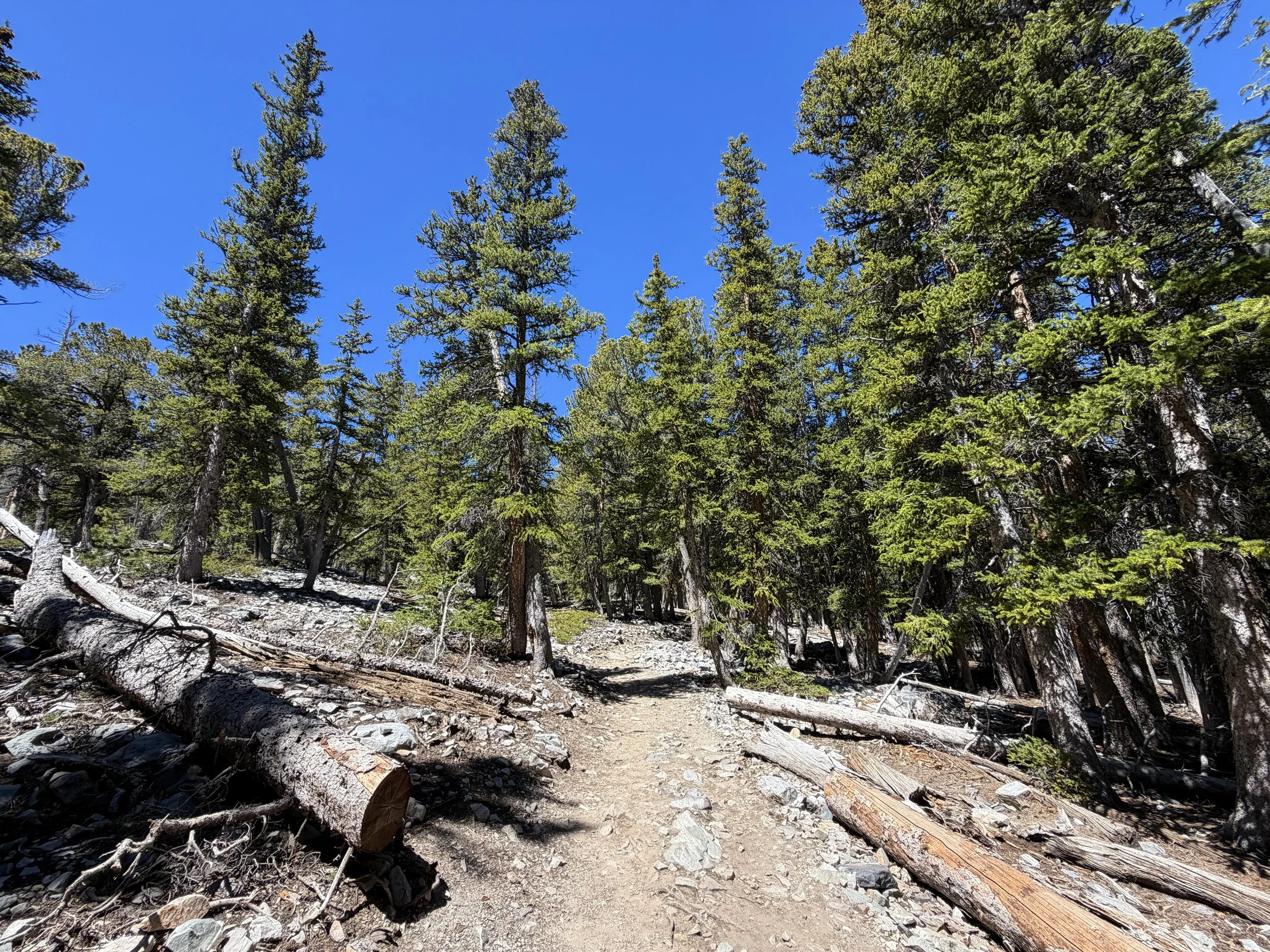 Bristlecone Trail Great Basin National Park Nevada