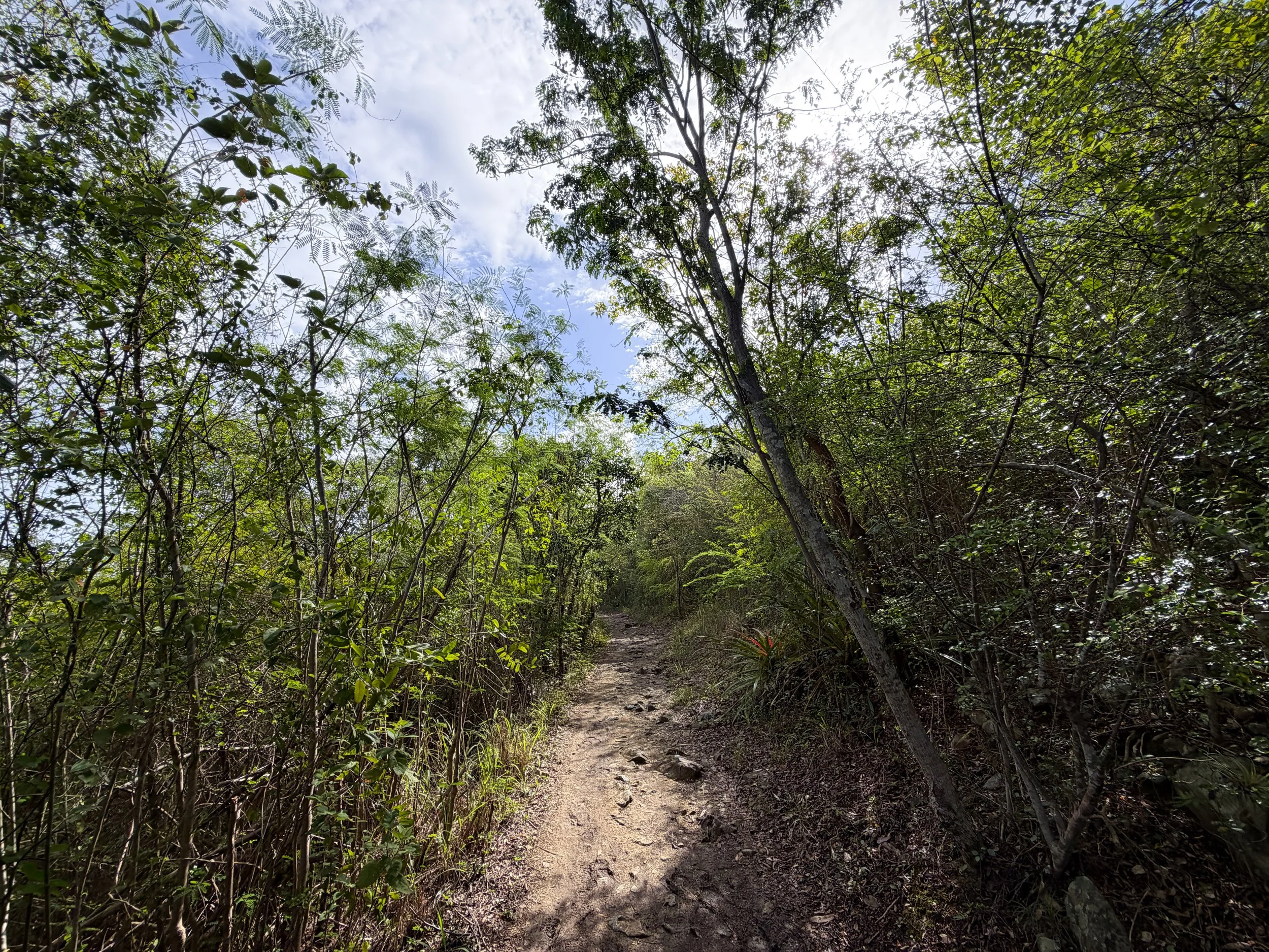 Lind Point Loop Trail Virgin Islands National Park