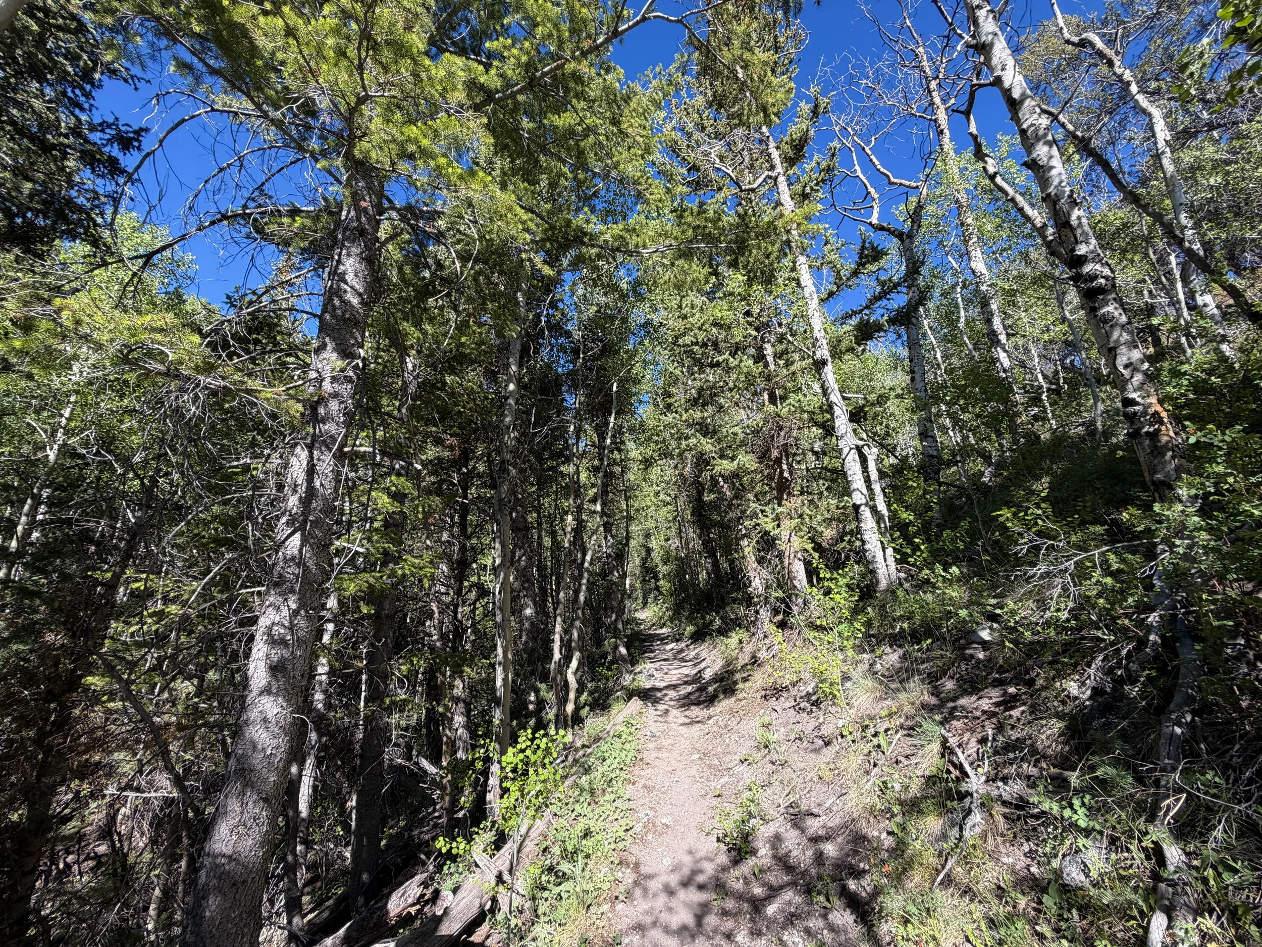 Baker Lake Trail Great Basin National Park Nevada