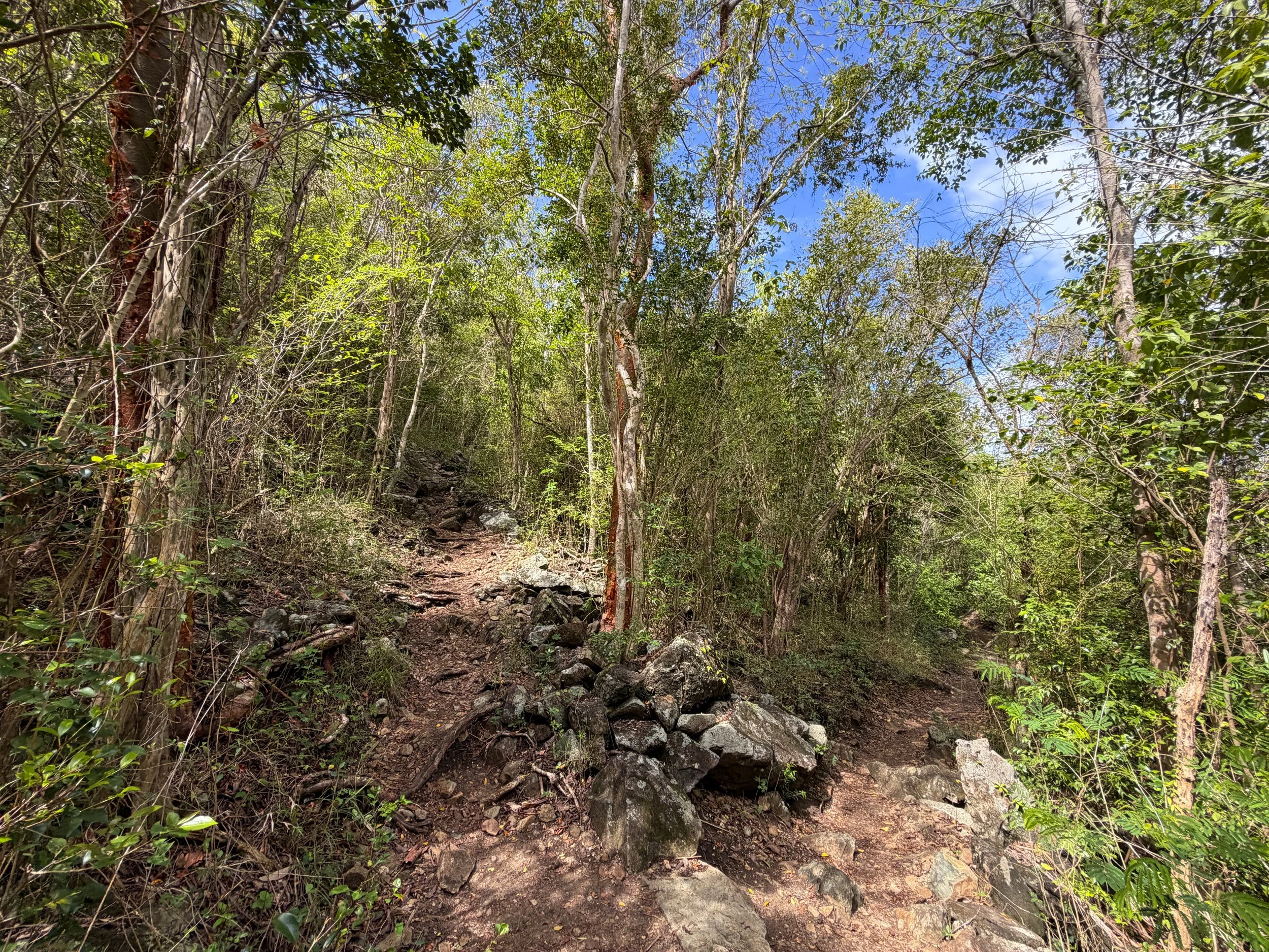 Upper Lind Point Trail Virgin Islands National Park