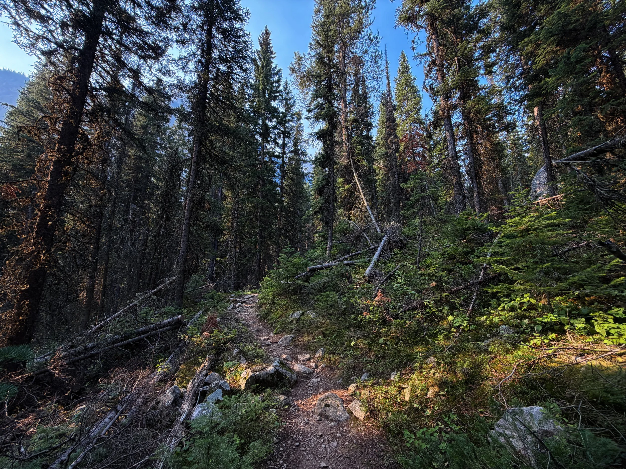 Beaten Path Trail Beartooth Mountains Montana