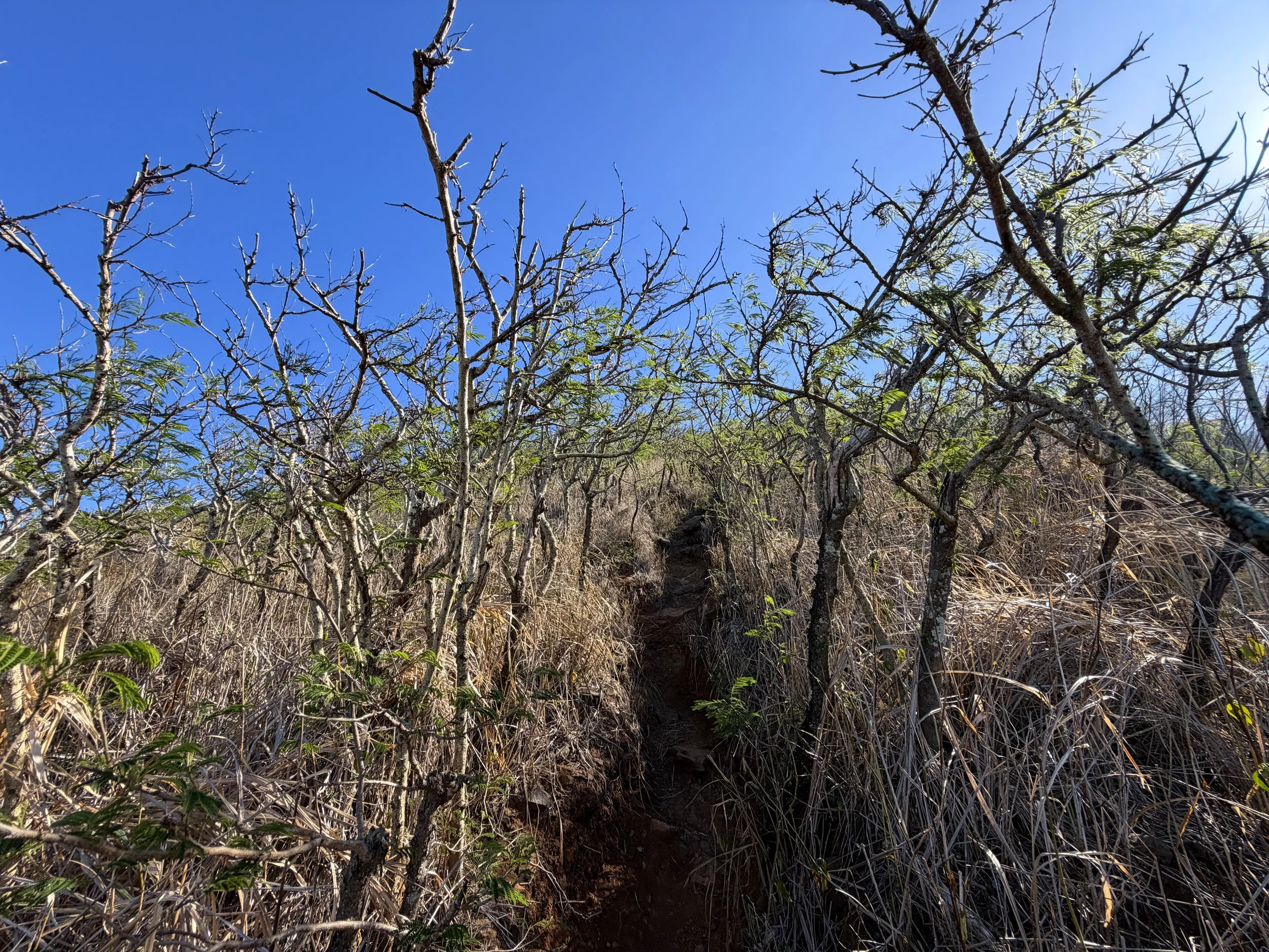 Back Lanikai Pillbox Trail Oahu Hawaii