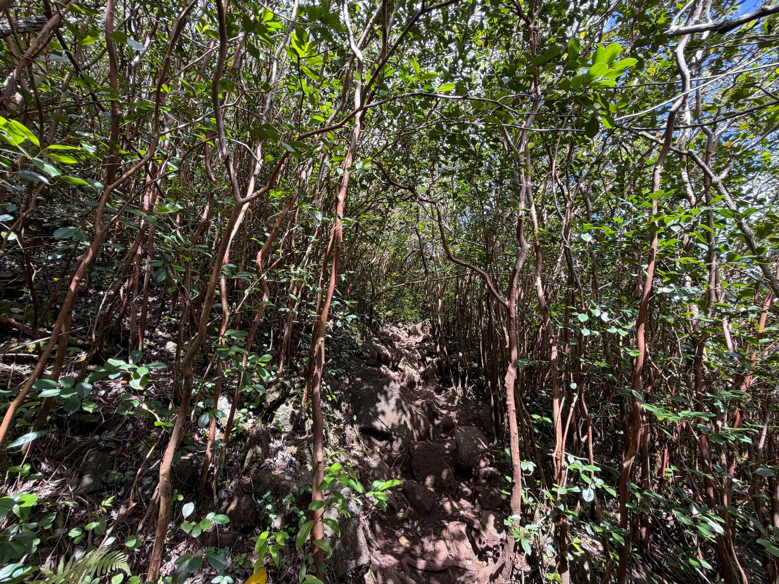 Waimano Pools Hike Oahu Hawaii