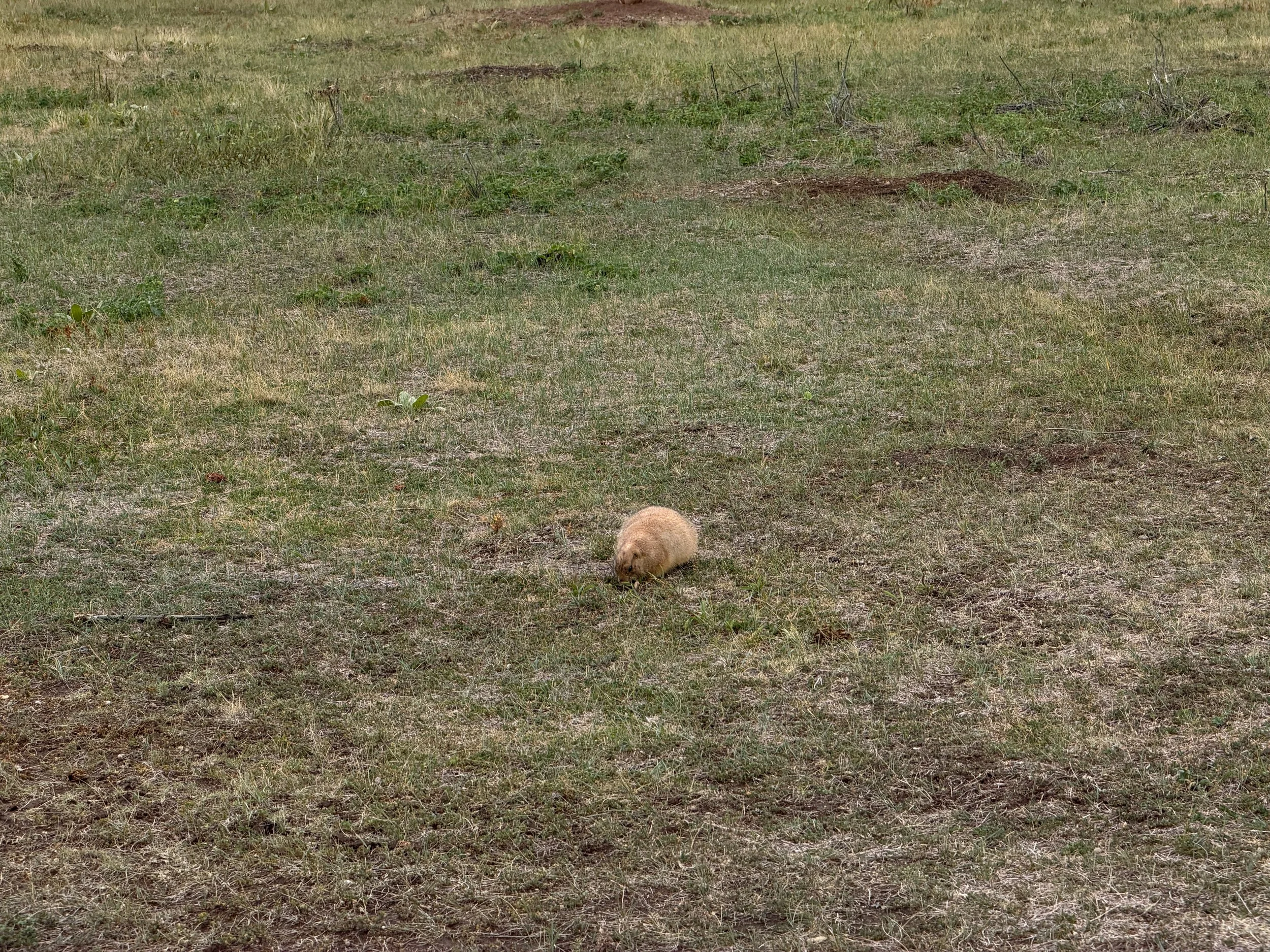 Prairie Dog Cynomys ludovicianus