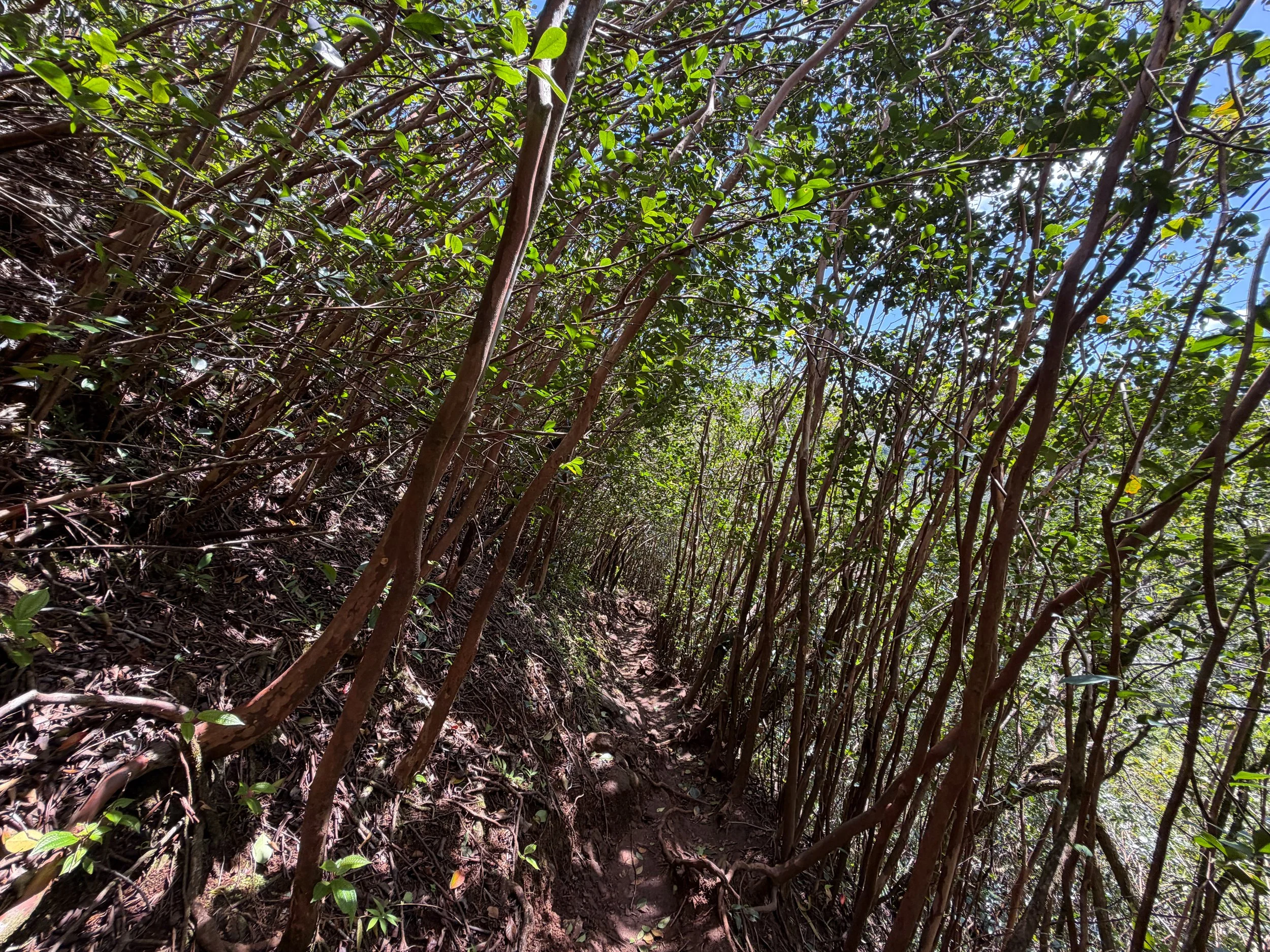 Waimano Pools Trail Oahu Hawaii