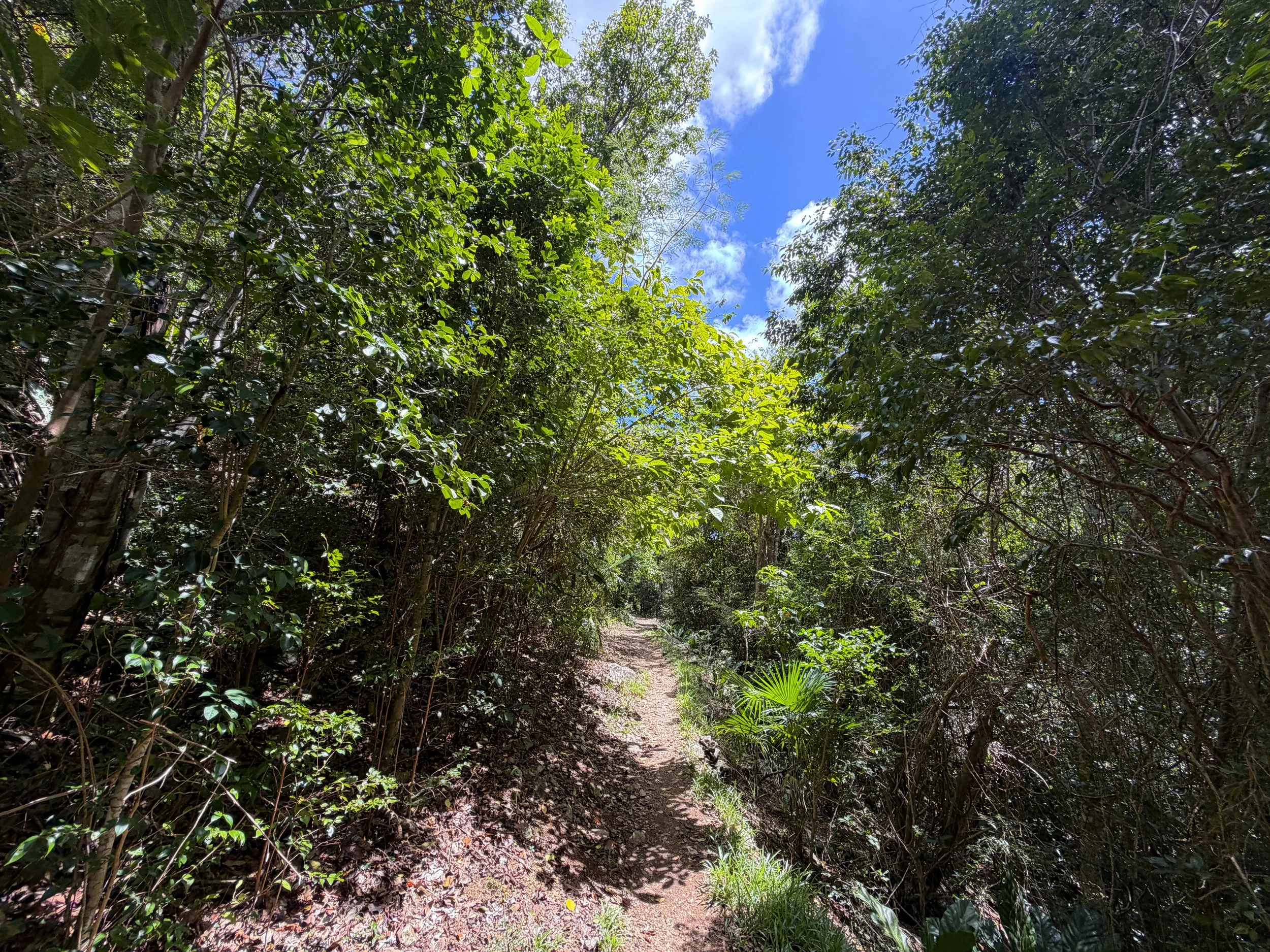 Reef Bay Trail Virgin Islands National Park