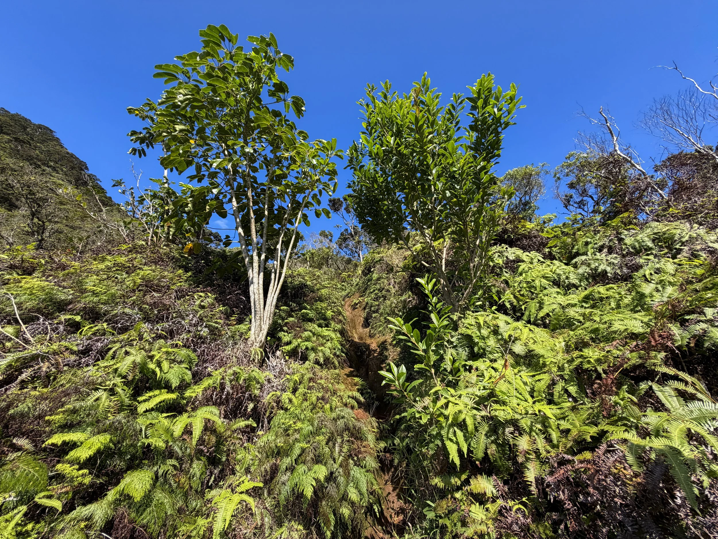 Kulanaahane Ridge Trail Oahu Hawaii