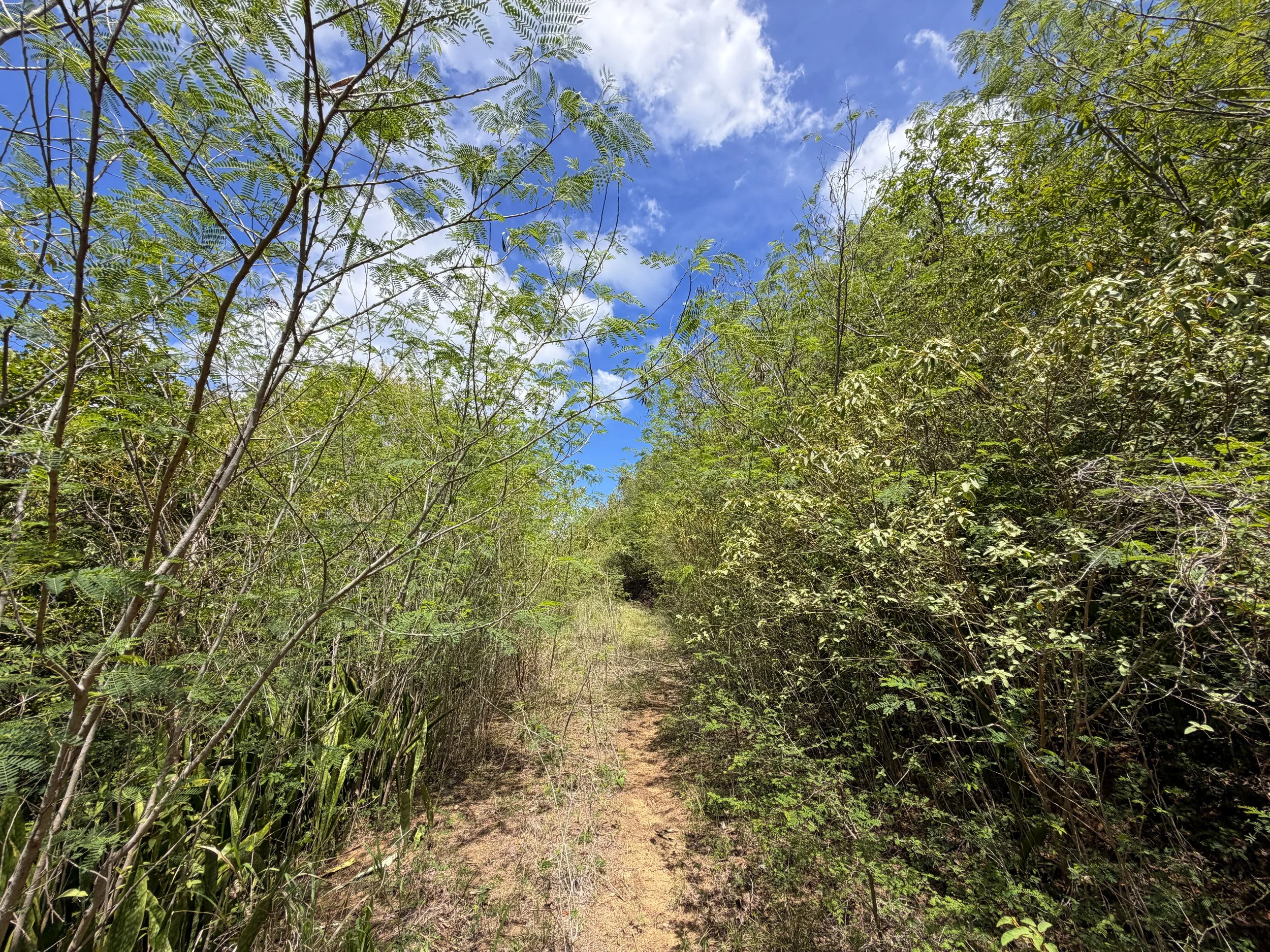 Water Catchment Trail Virgin Islands National Park