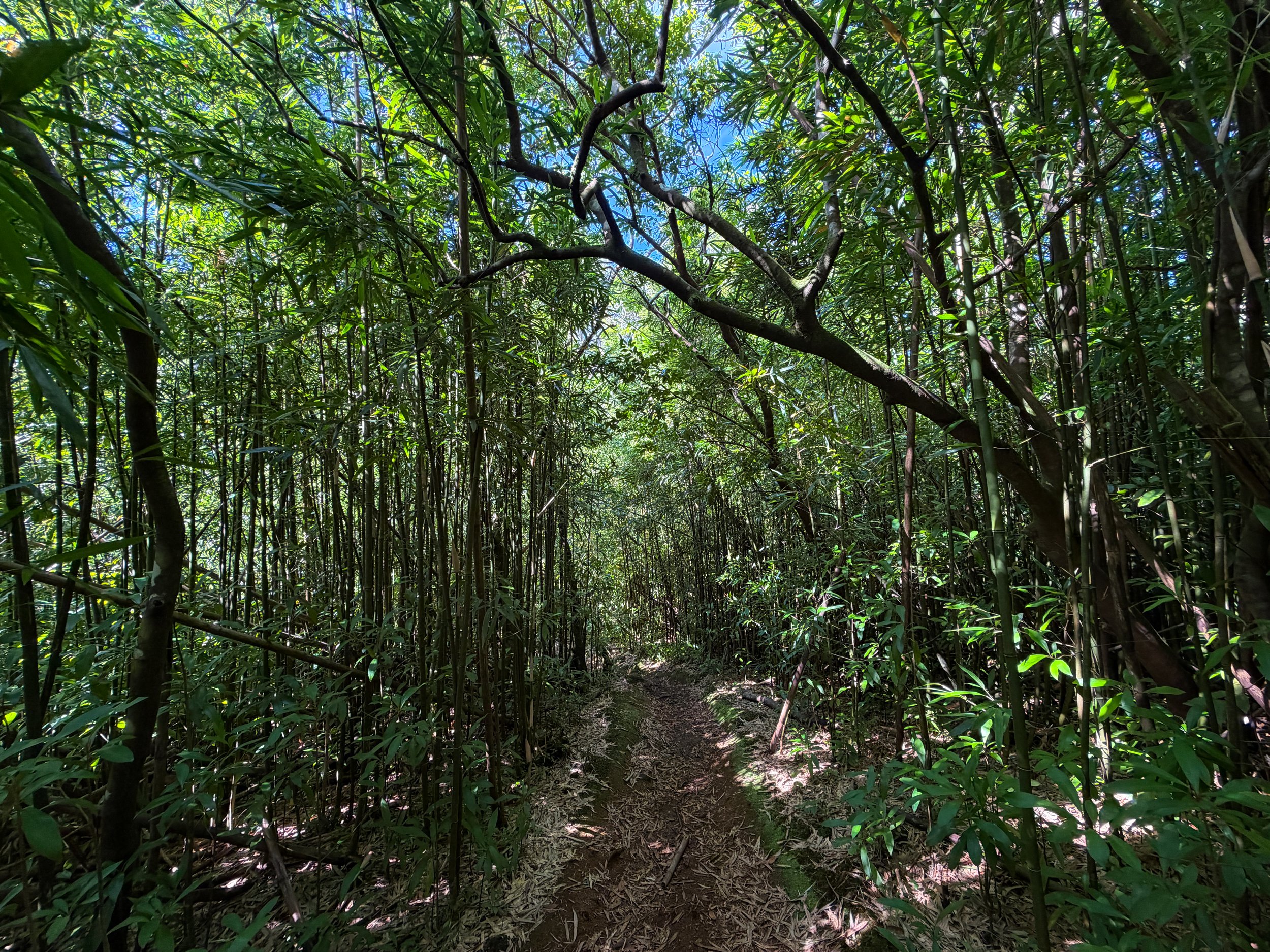 Aihualama Trail Oahu Hawaii