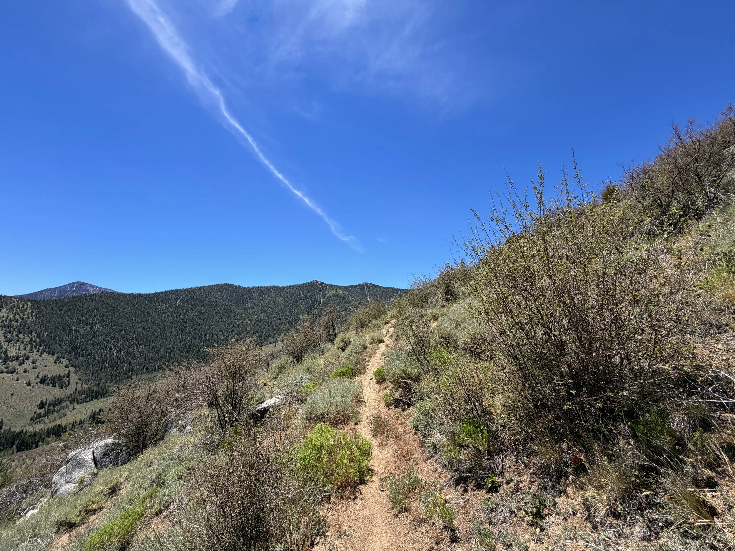 Serviceberry Trail Great Basin National Park Nevada