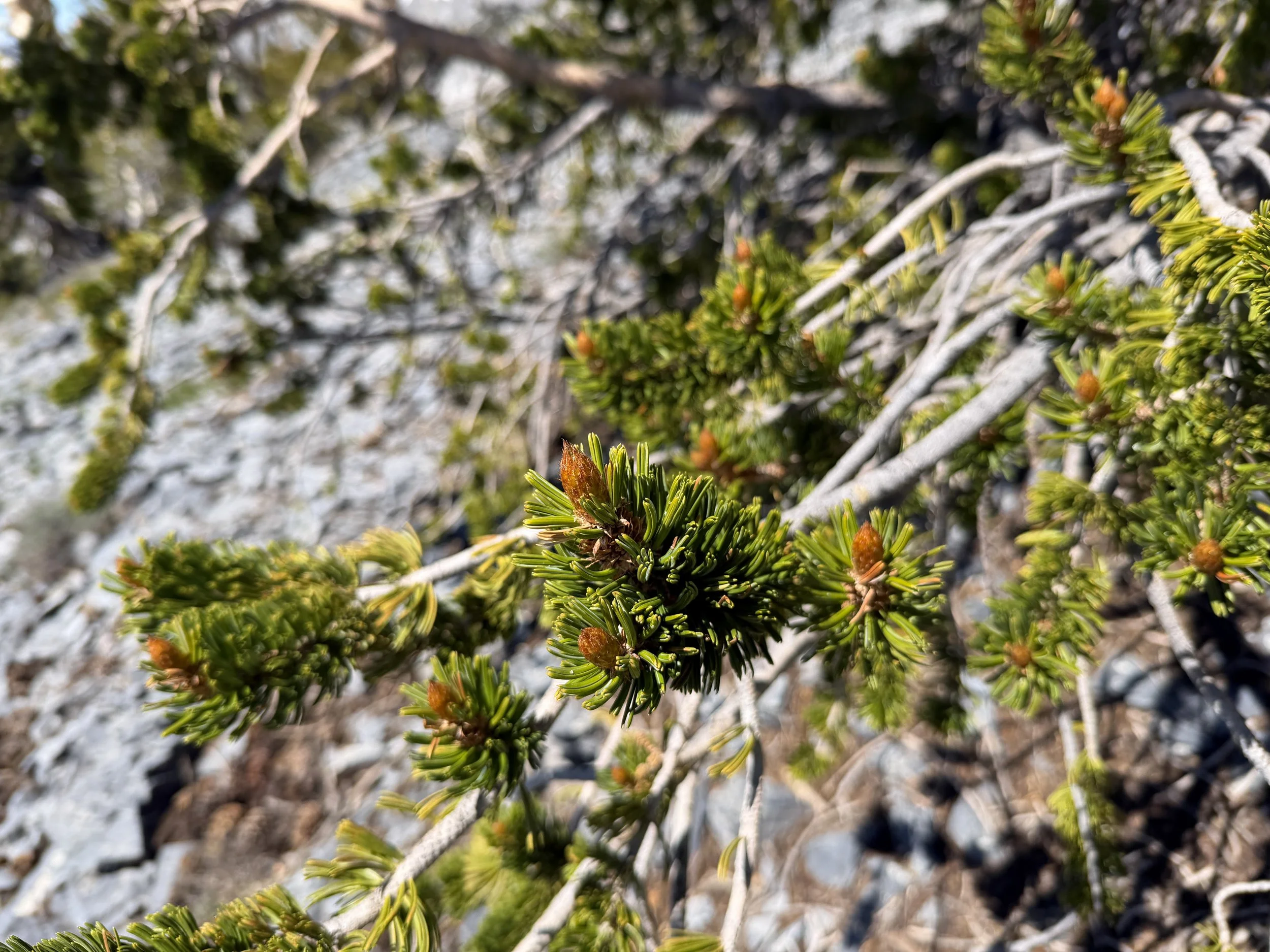 Bristlecone Pine Pinus longaeva