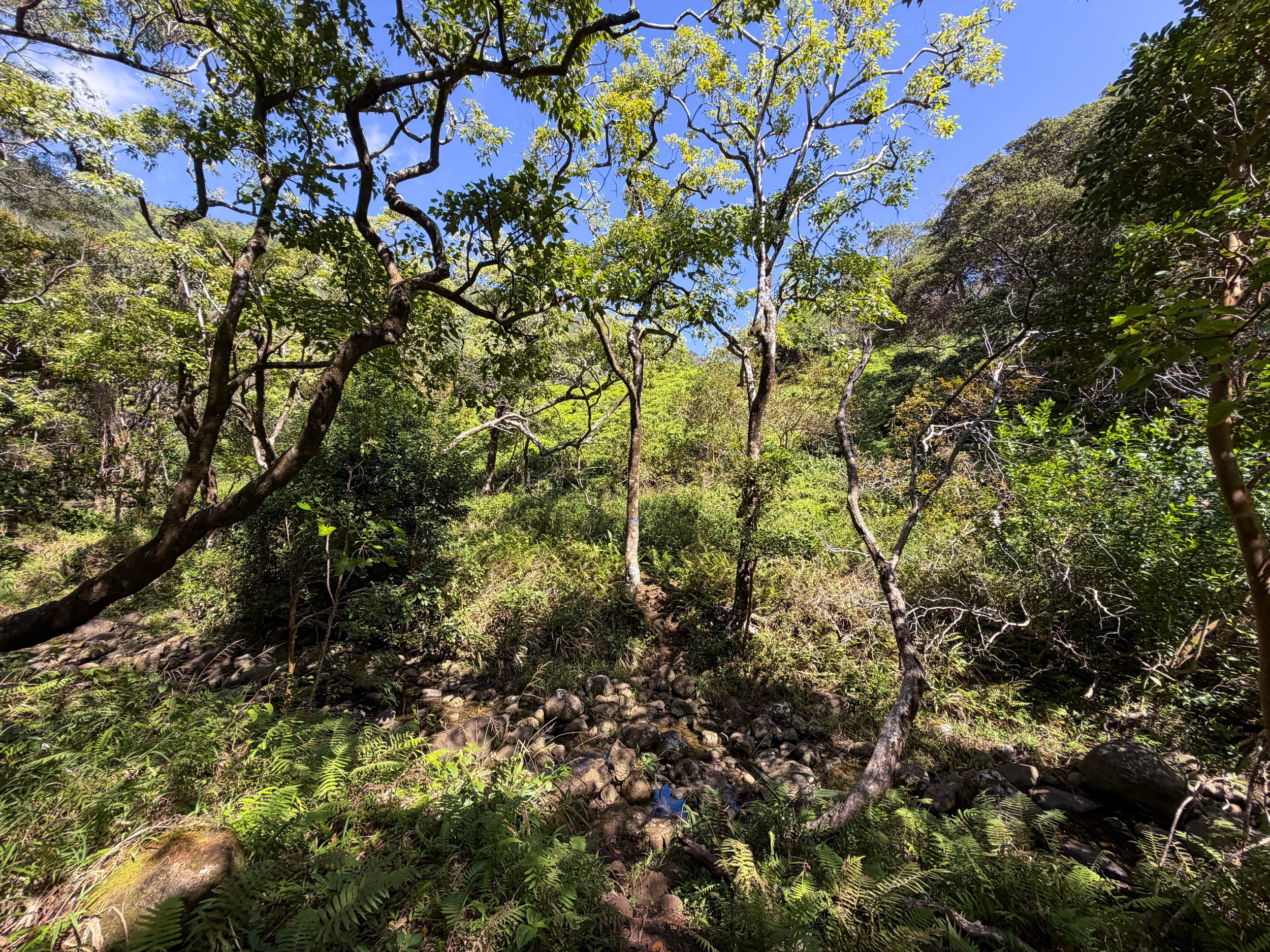 Kulanaahane Hike to Moanalua Saddle Oahu Hawaii