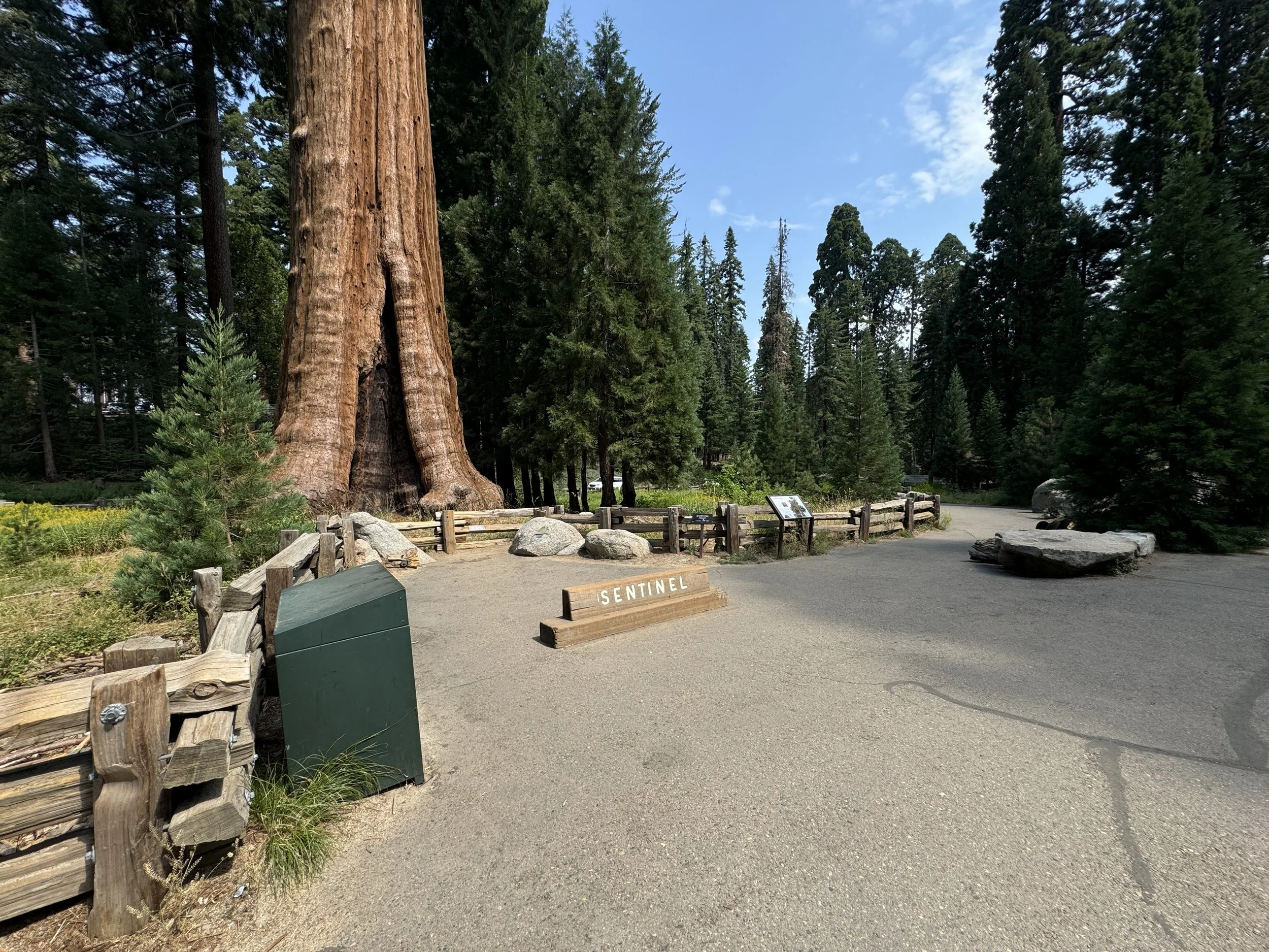 Hiking the Big Trees Trail in Sequoia National Park — noahawaii