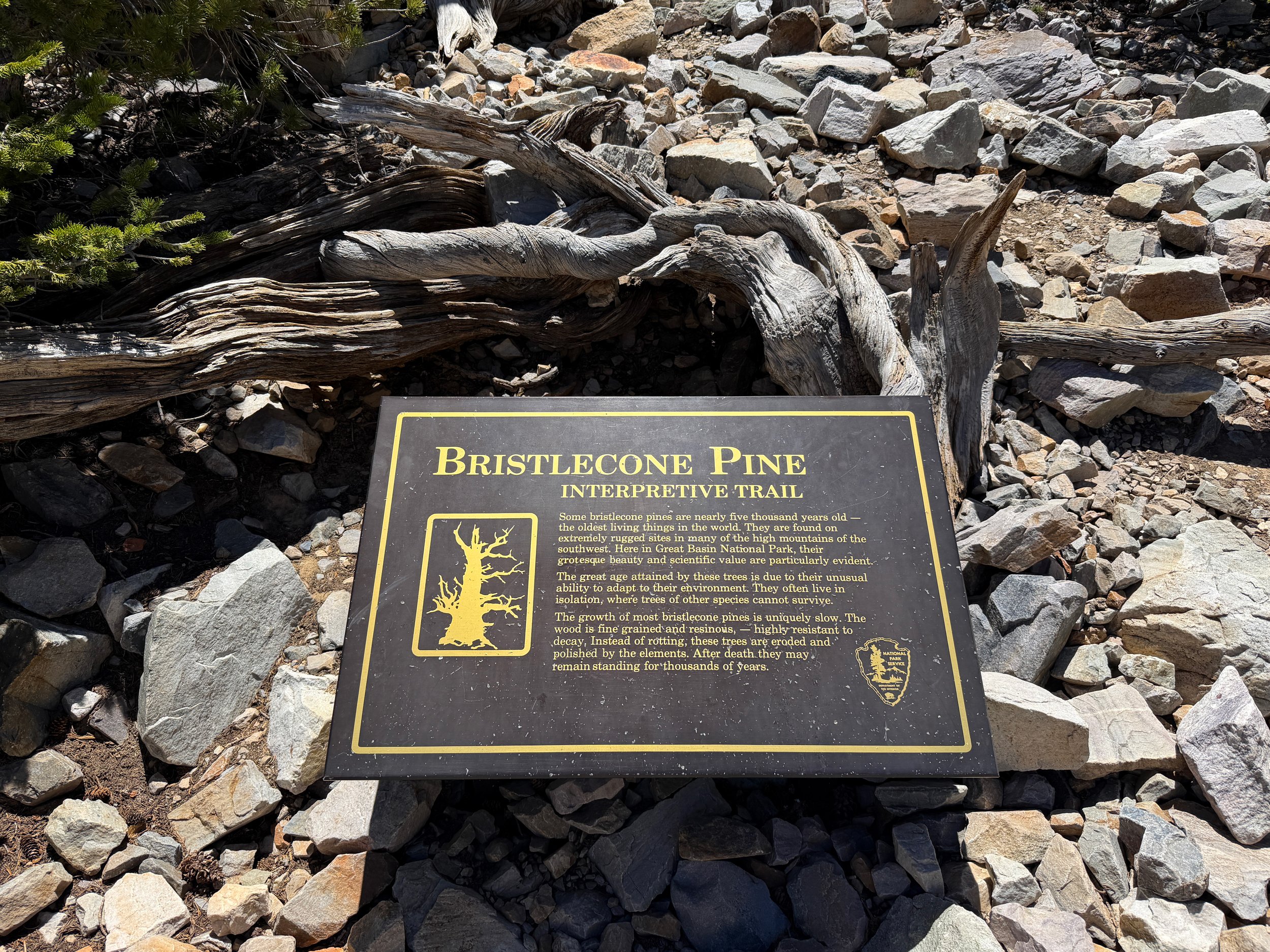 Bristlecone Interpretive Trail Great Basin National Park Nevada
