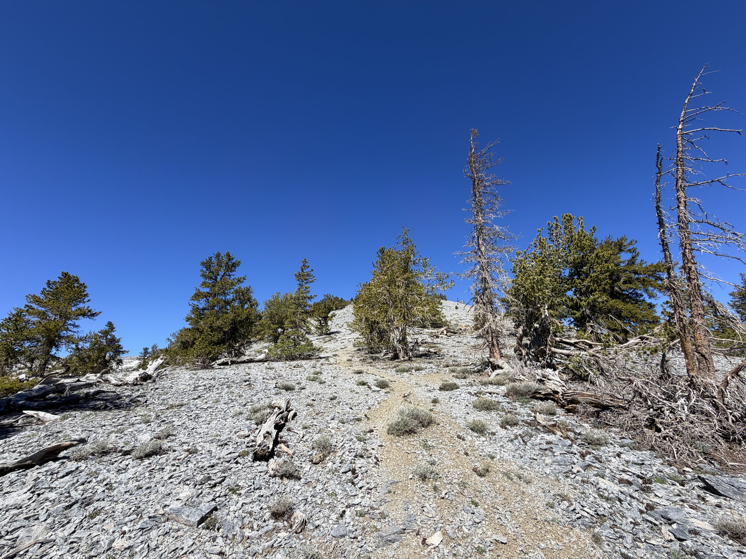 Snake Divide Trail to Magic Bristlecone Pine Grove Great Basin National Park Nevada