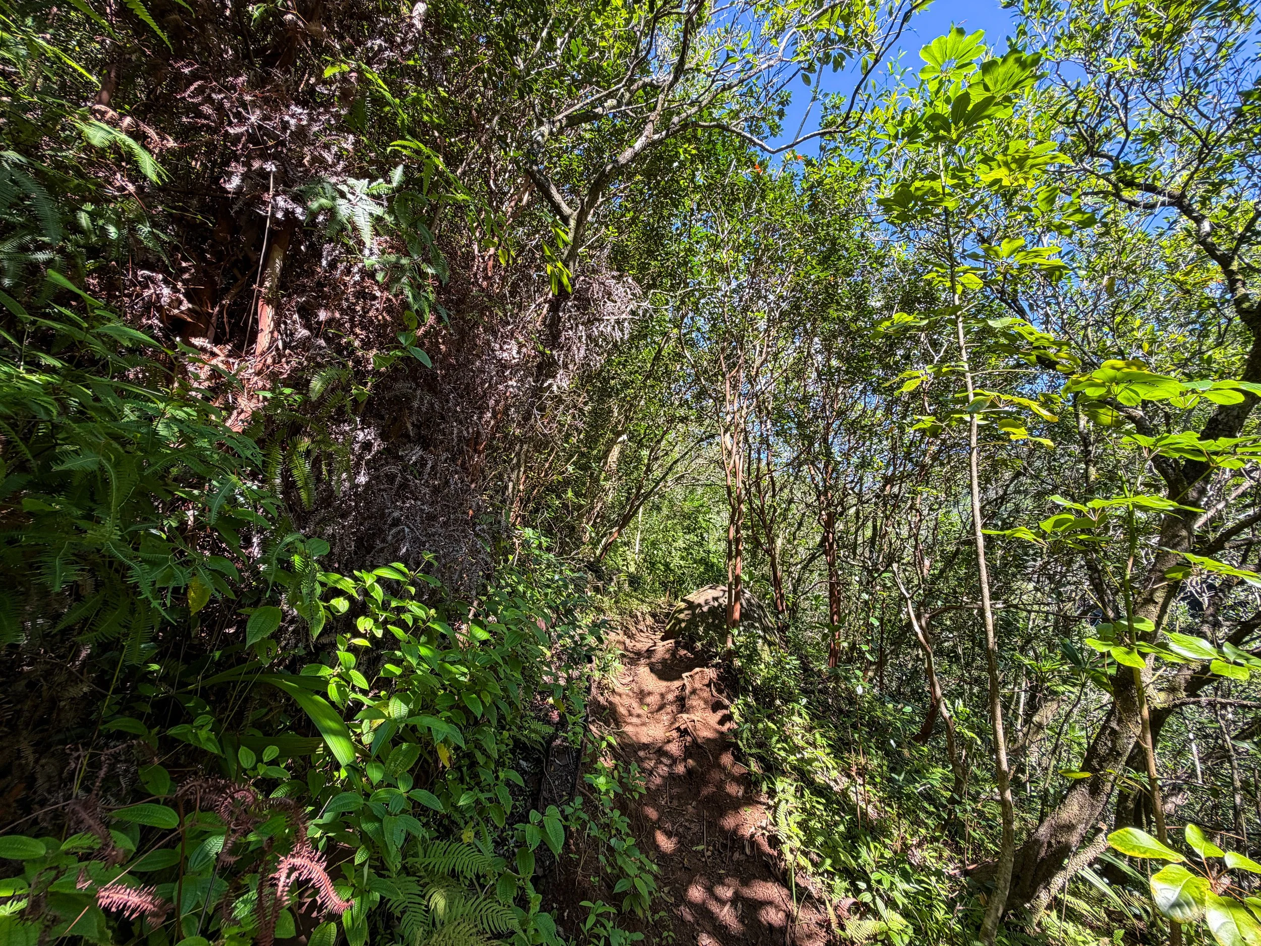 Kaau Crater Loop Trail Oahu Hawaii