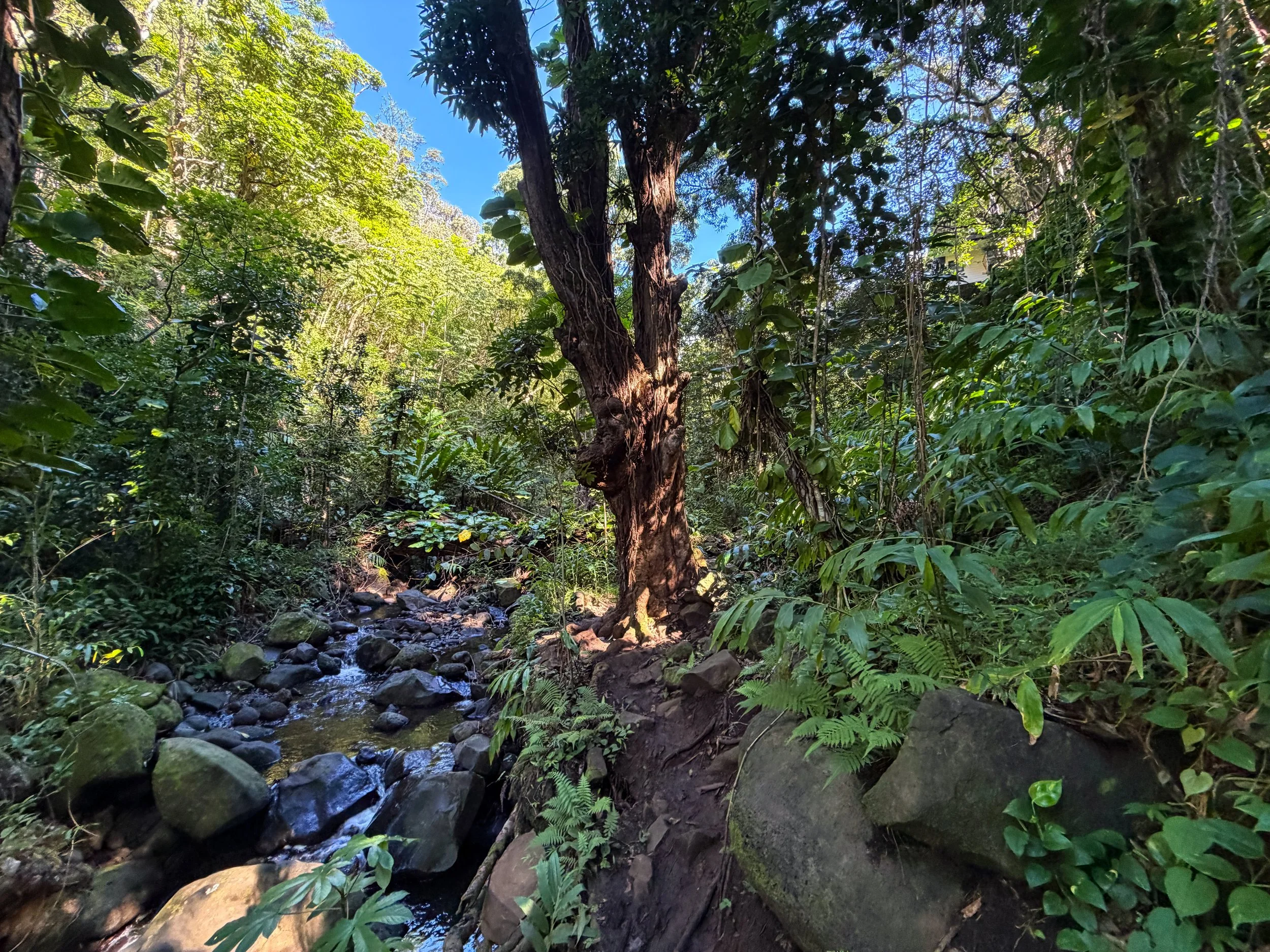 Kaau Crater Trail Oahu Hawaii