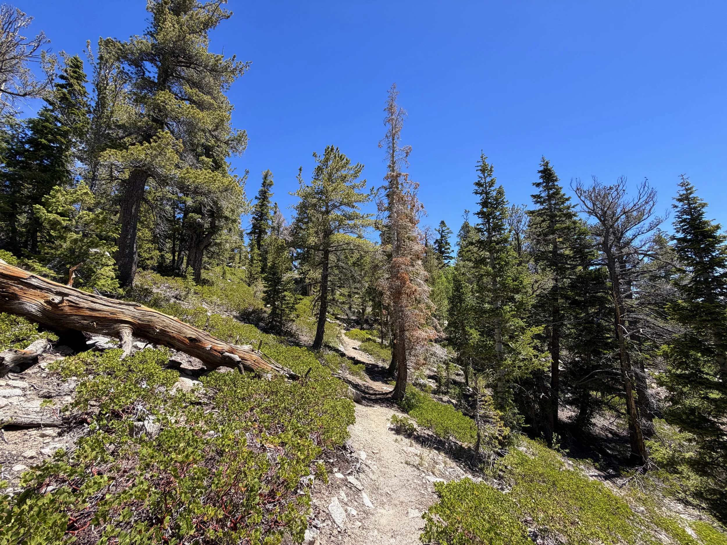 Dead Lake Trail Great Basin National Park Nevada