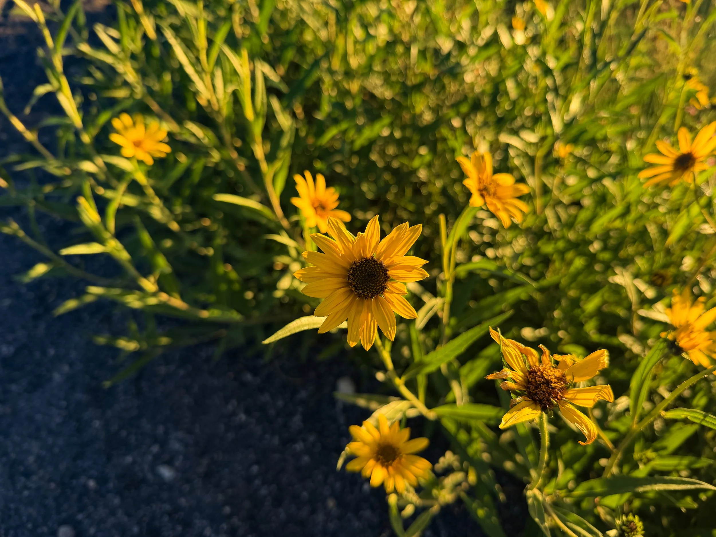 Nuttalls Sunflower Helianthus nuttallii