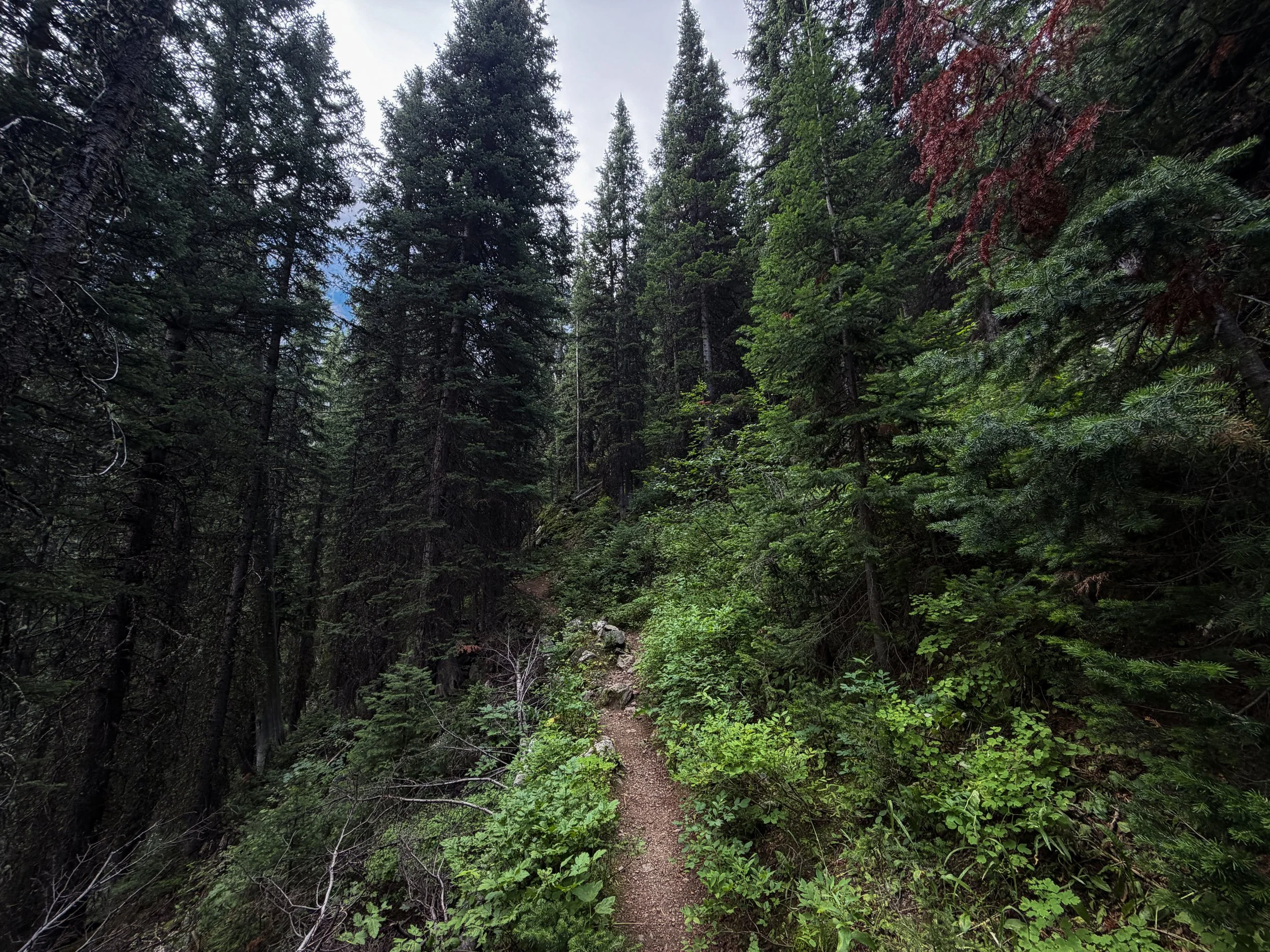 Beaten Path Trail Beartooth Mountains Montana