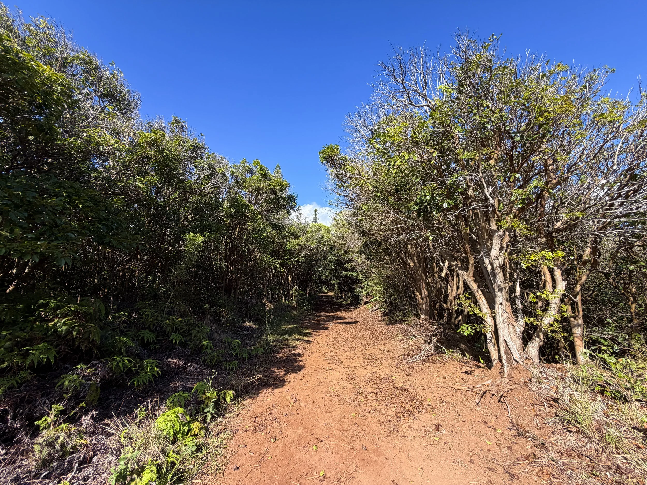 Wiliwilinui Ridge Hike Oahu Hawaii