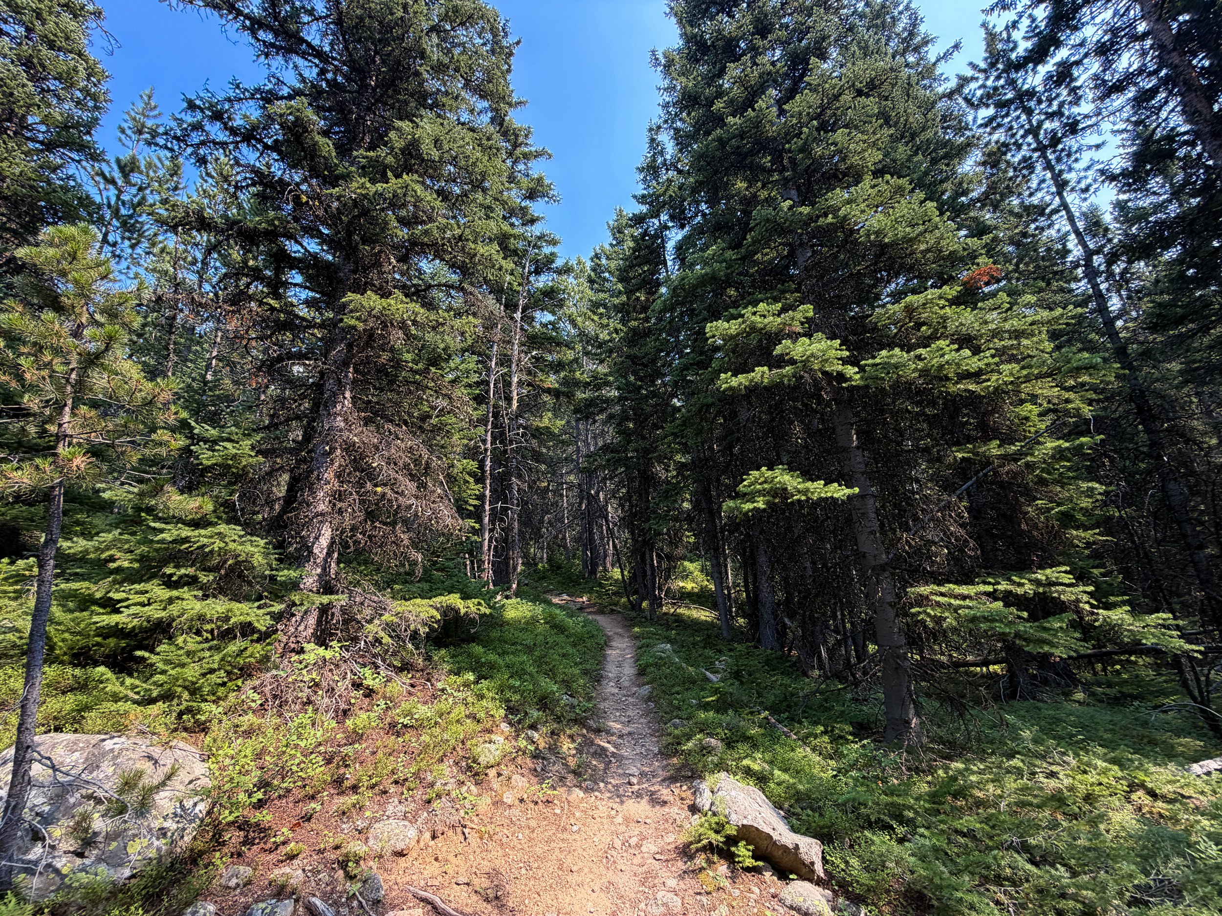 Beaten Path Trail Beartooth Mountains Montana