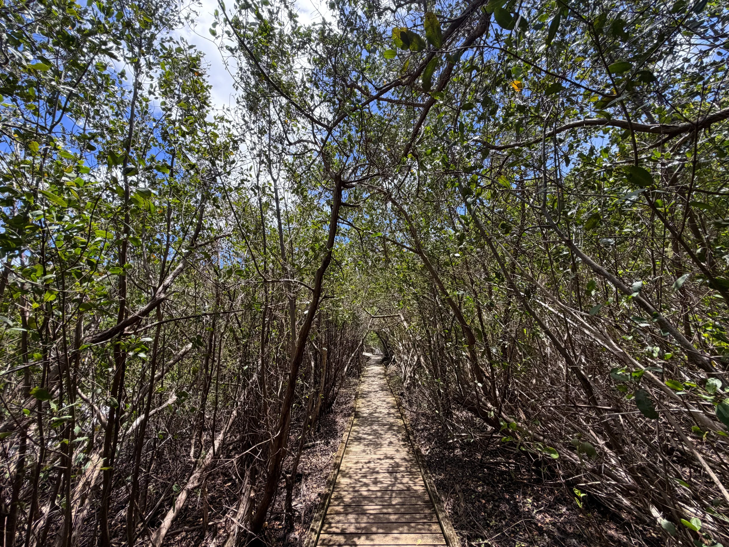 Francis Bay Trail Virgin Islands National Park