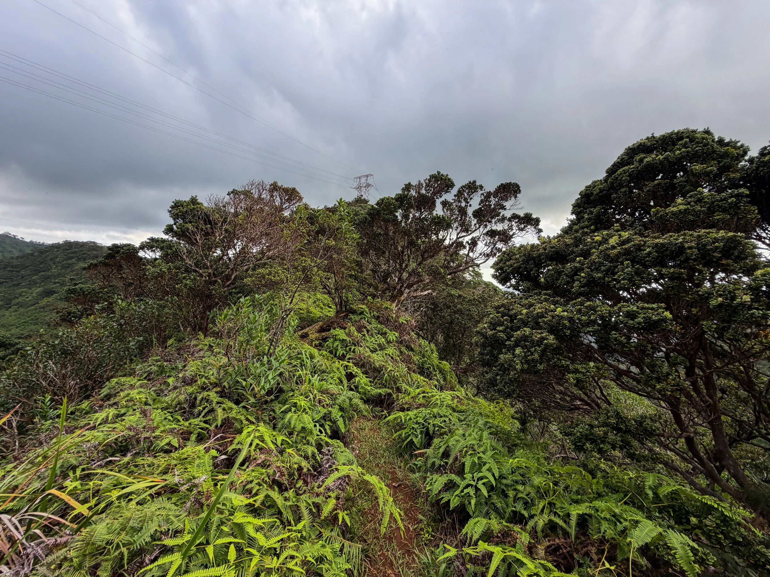 Kaau Crater Loop Hike Oahu Hawaii
