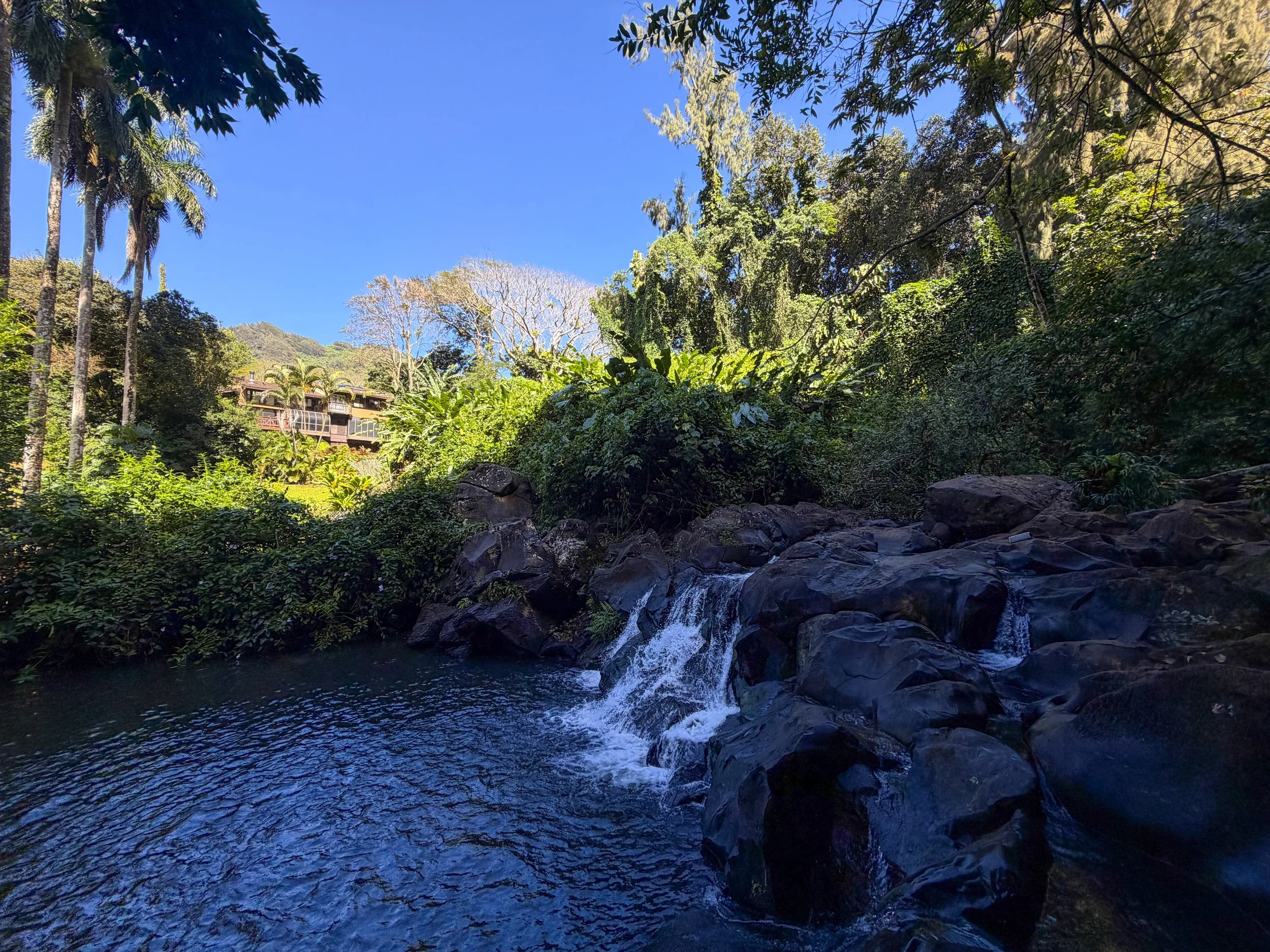 Jackass Ginger Pool Oahu Hawaii
