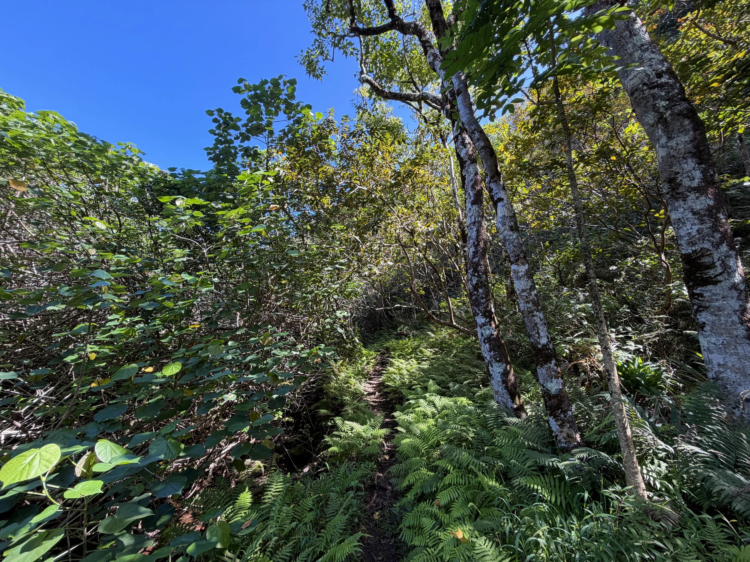 Kulanaahane Trail Oahu Hawaii