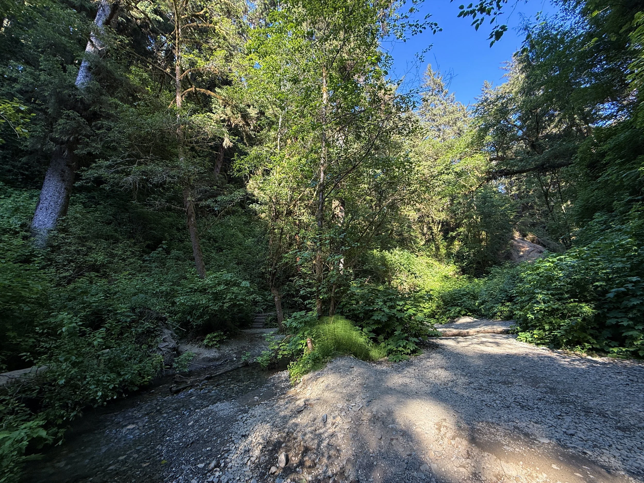 Fern Canyon Loop Trail Prairie Creek Redwoods State Park California