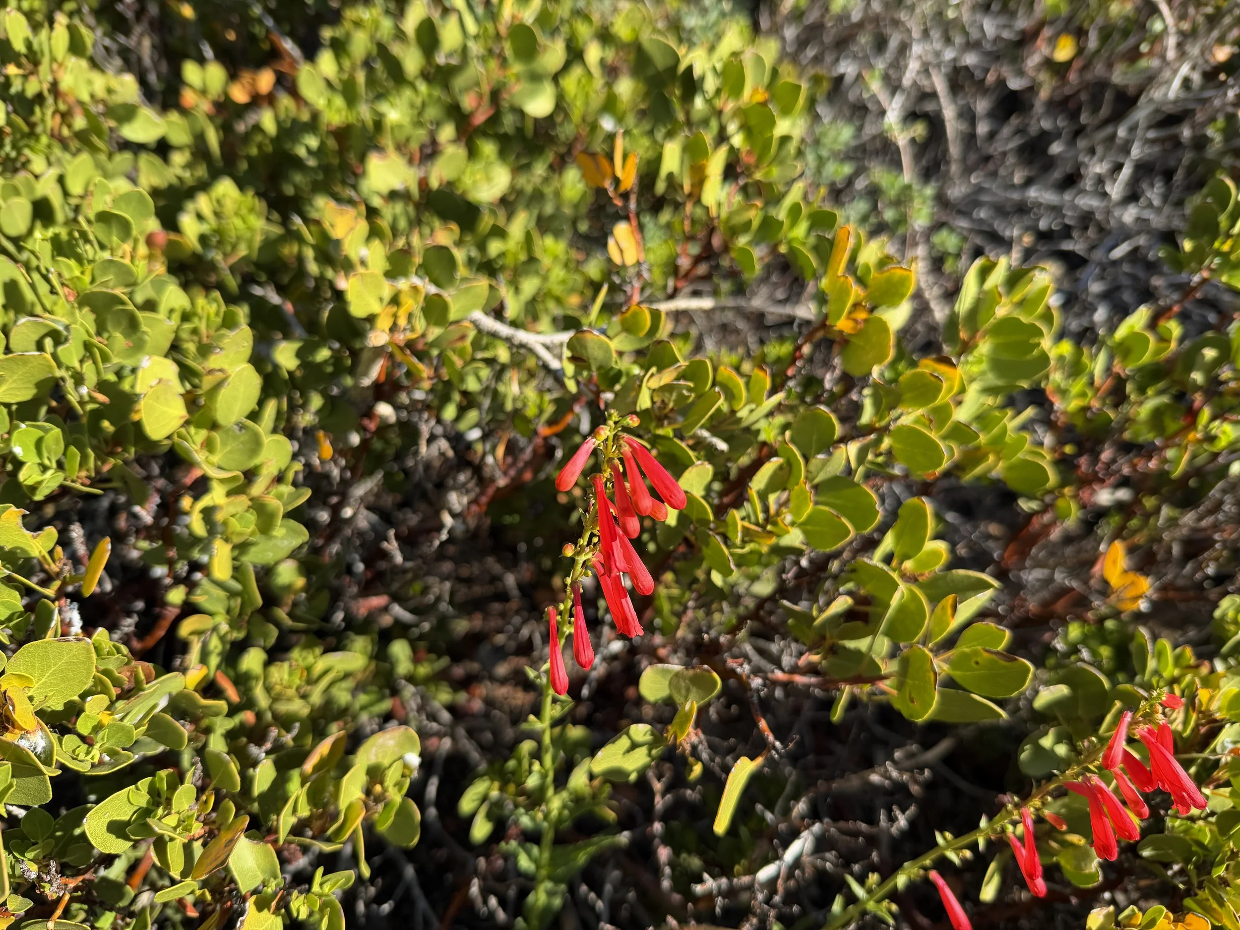Firecracker Penstemon eatonii