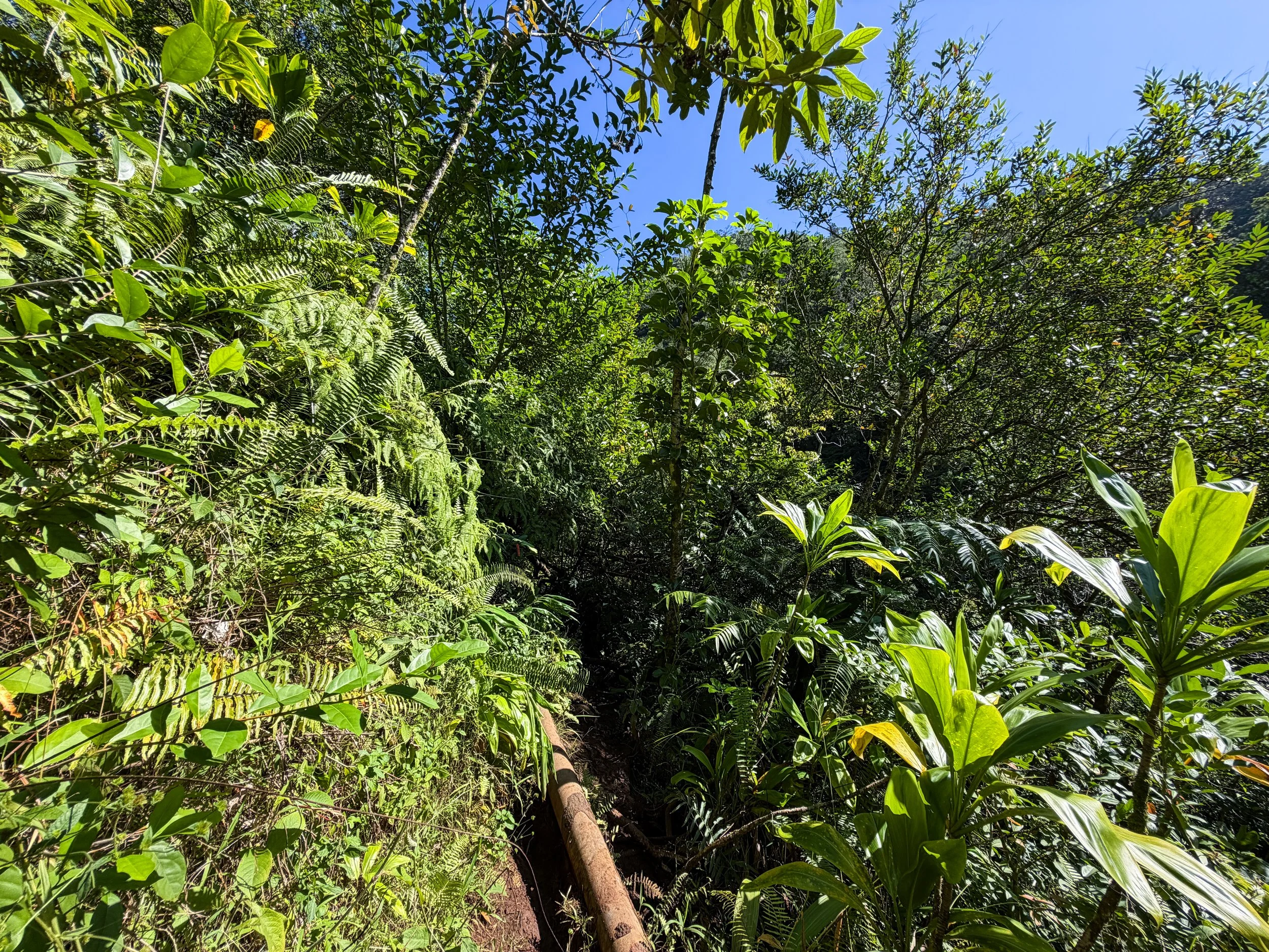 Kaau Crater Trail Oahu Hawaii