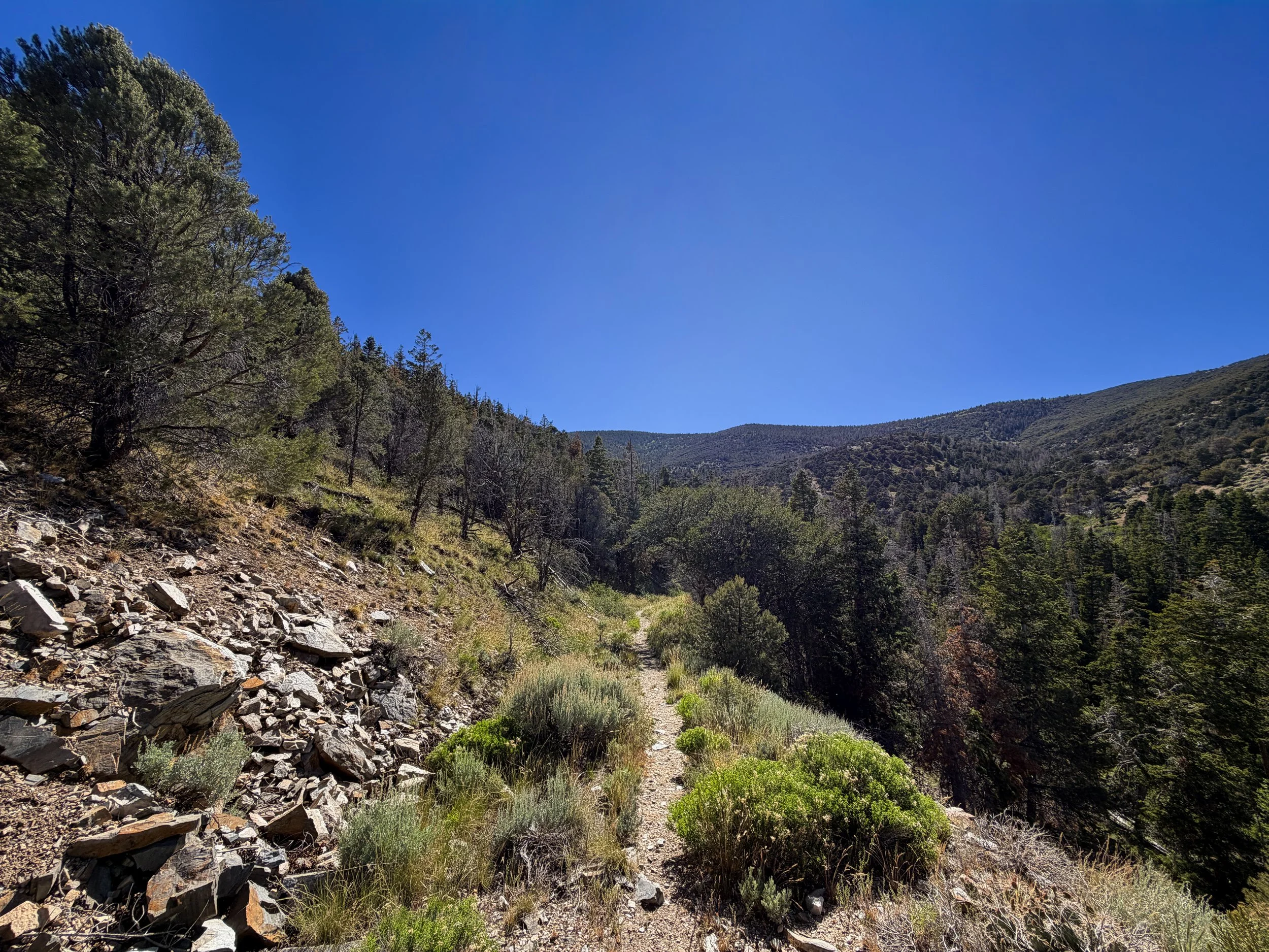 Osceola Ditch Trail Great Basin National Park Nevada