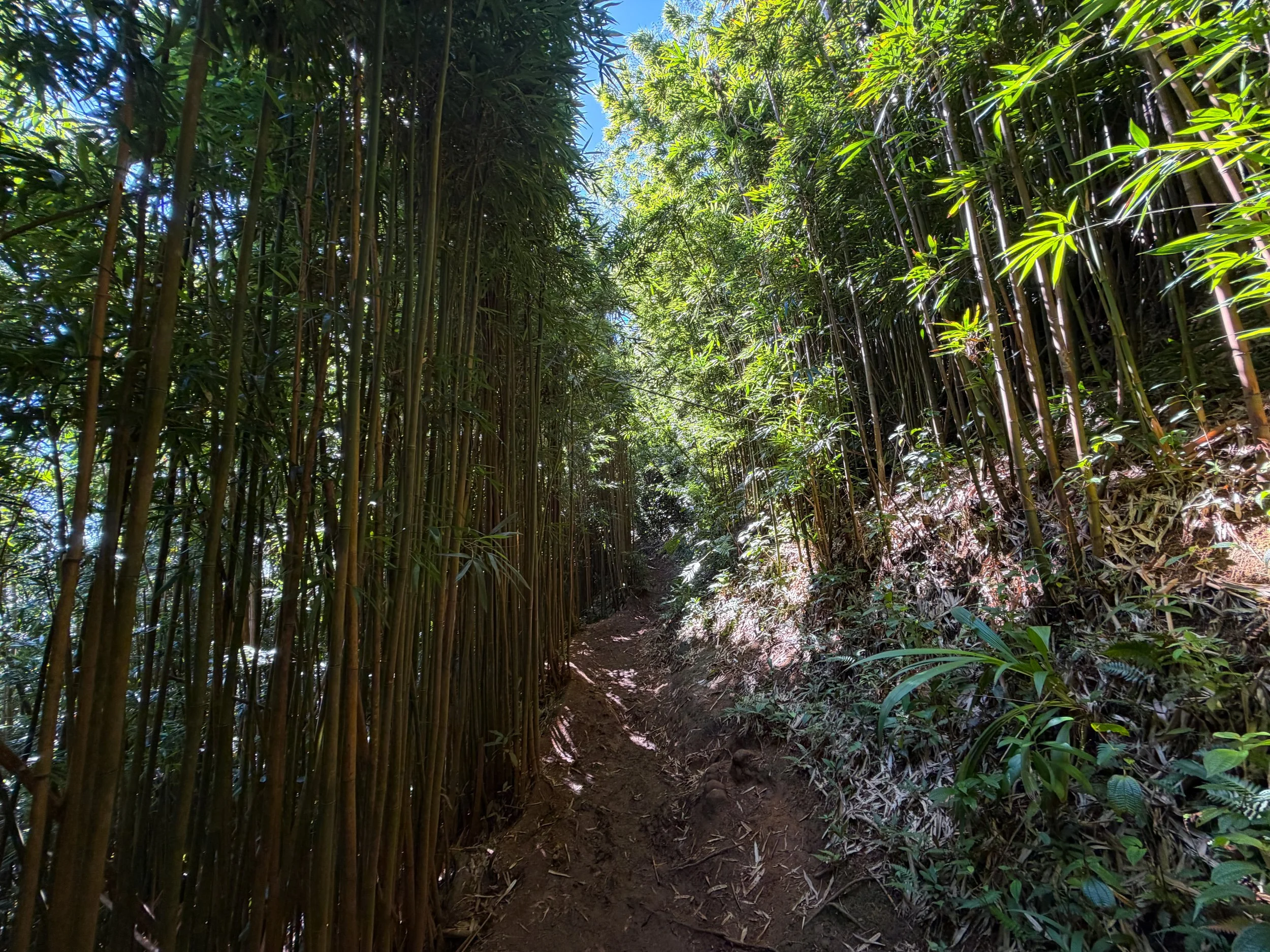 Aihualama Trail Oahu Hawaii