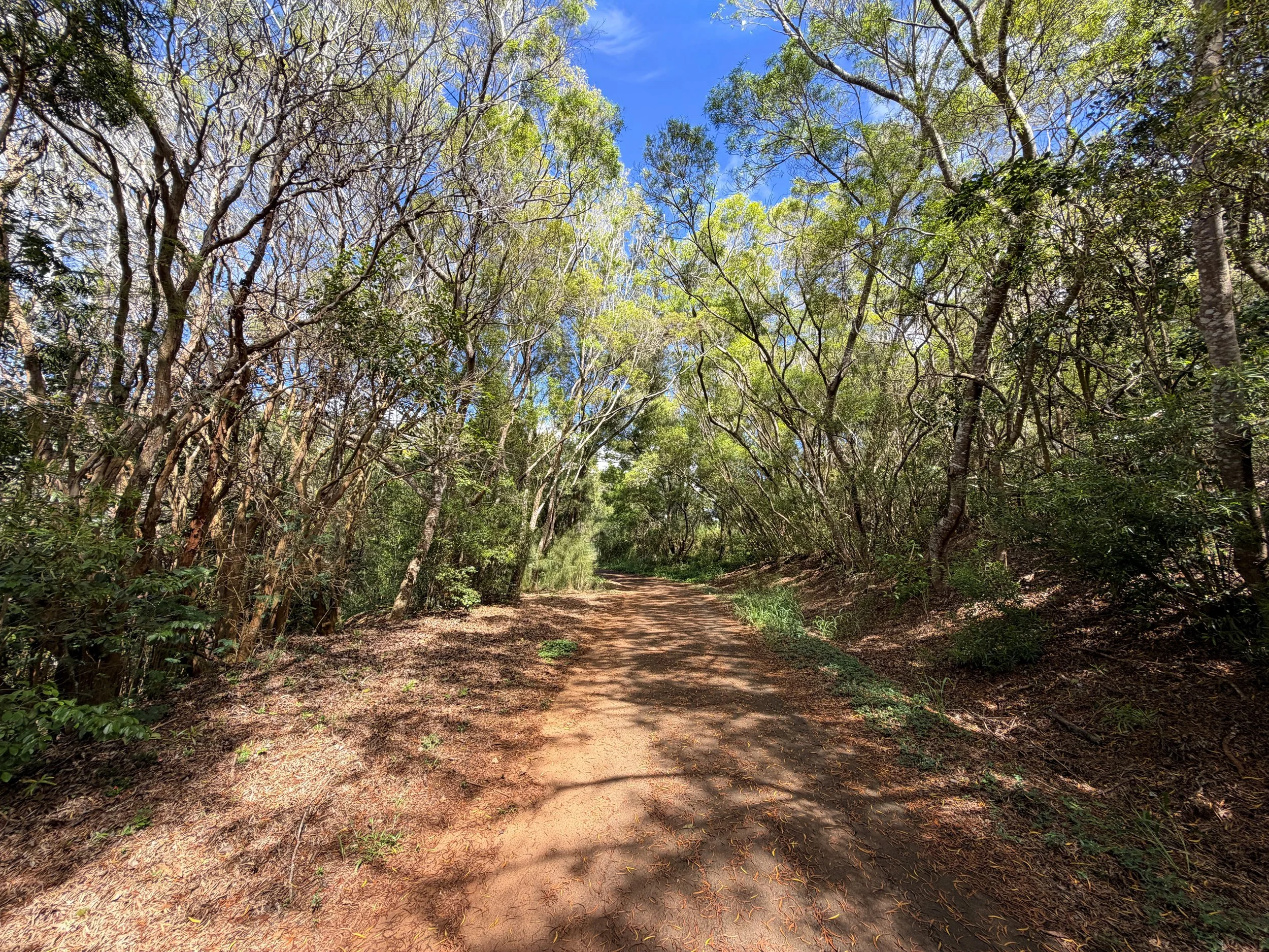 Wiliwilinui Ridge Trail Oahu Hawaii
