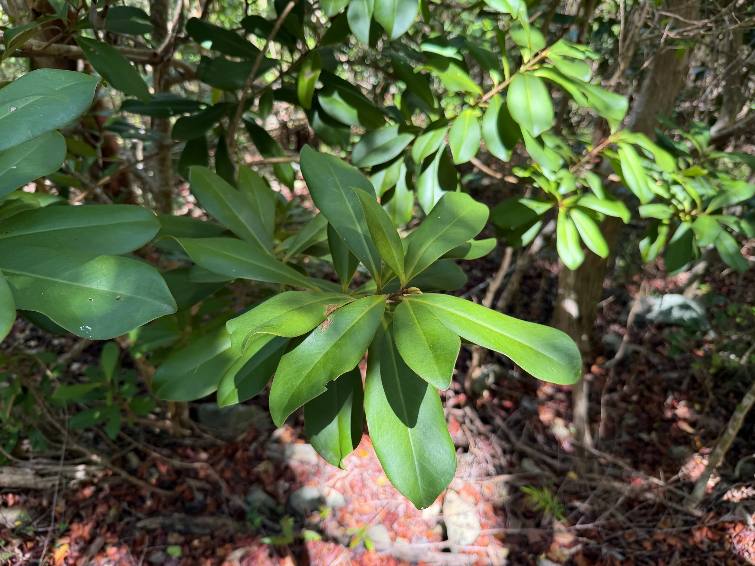 Mamayuelo Ardisia obovata