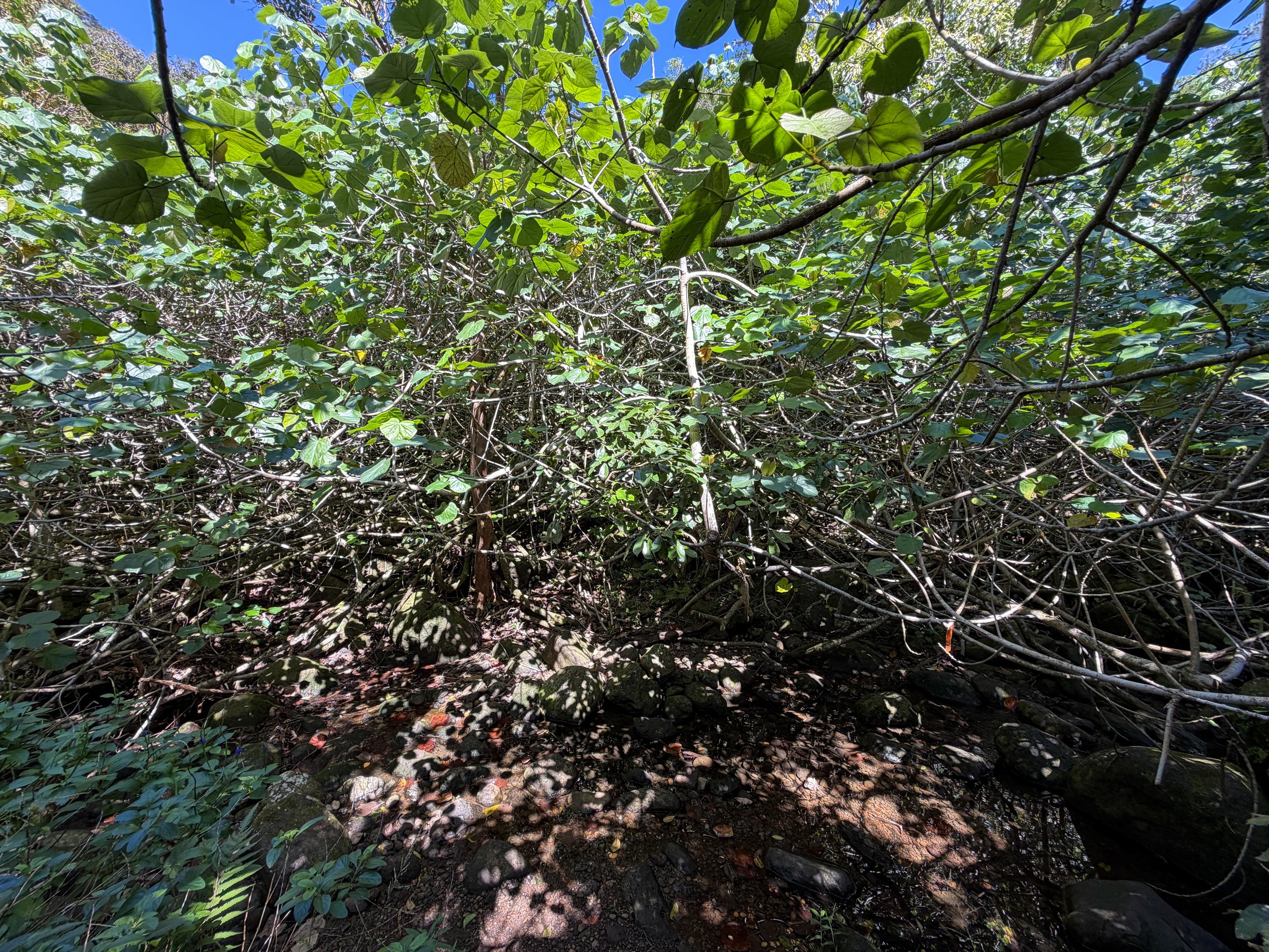 Kulanaahane Trail Oahu Hawaii