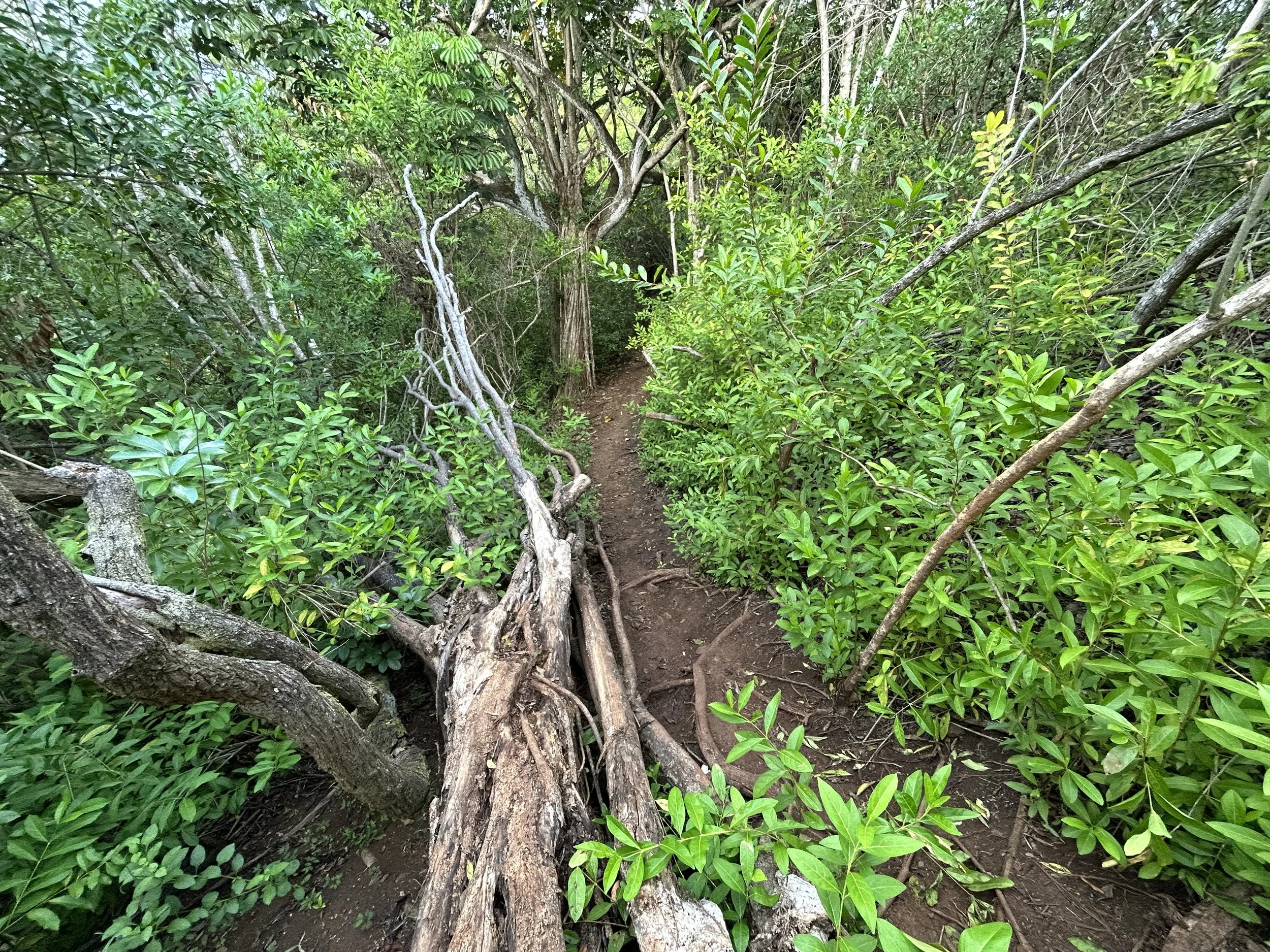 Hiking the Puʻu Maʻeliʻeli (Digging Hill) Pillbox Trail on Oʻahu