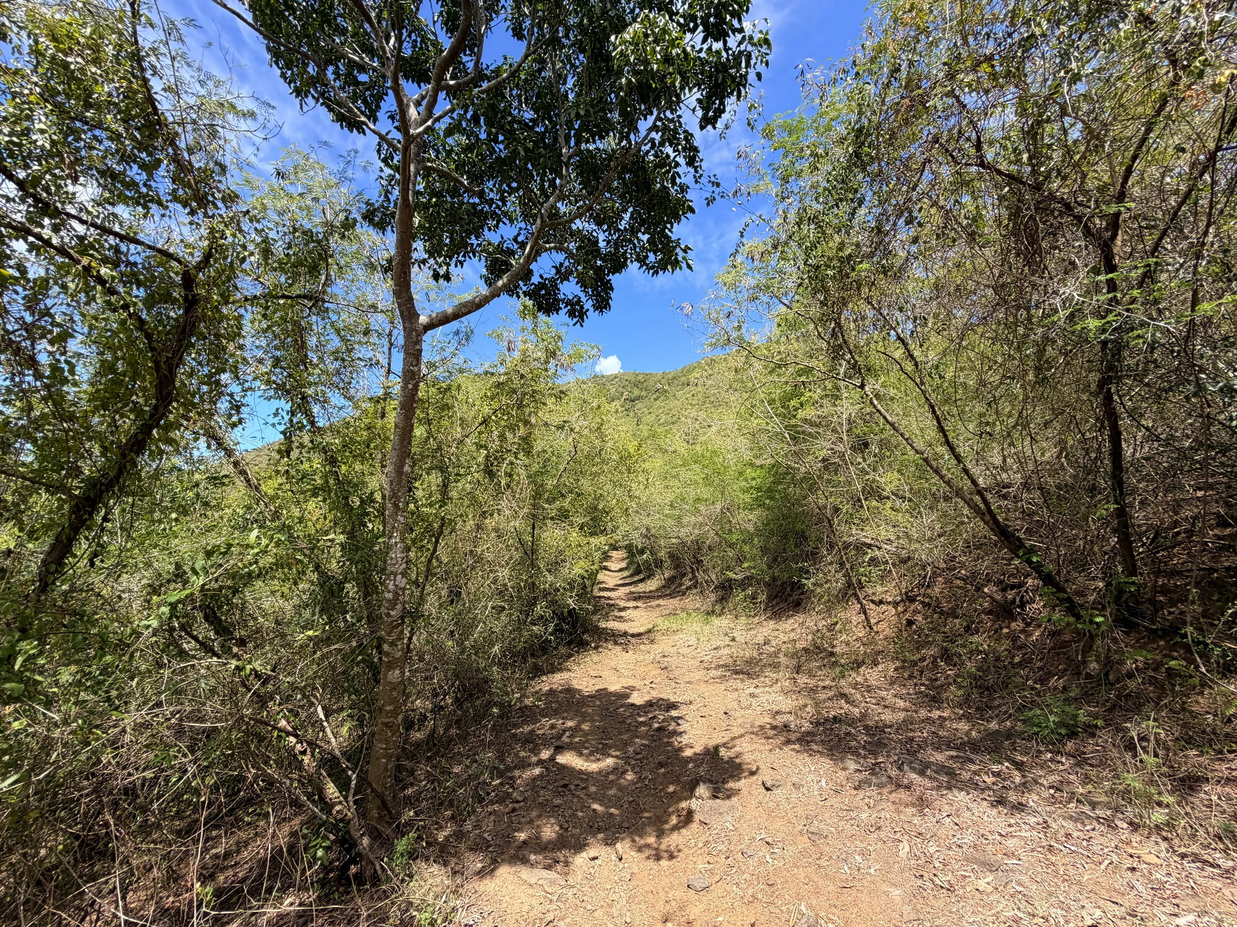 Francis Bay Hike Virgin Islands National Park
