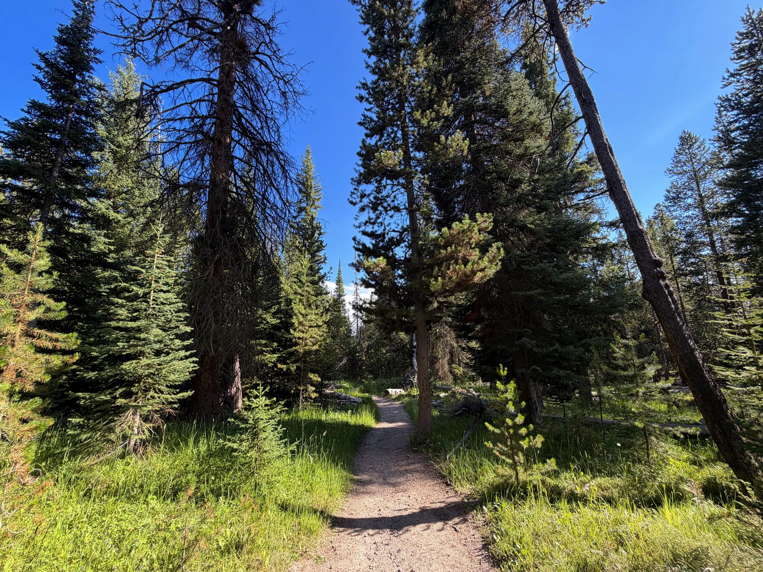 Observation Point Loop Trail Yellowstone National Park Wyoming