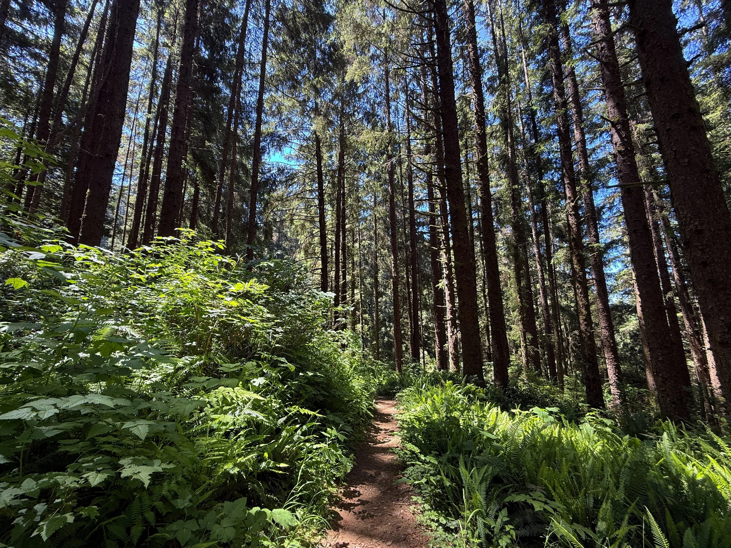 Ossagon Trail to Gold Bluffs Beach Prairie Creek Redwoods State Park California
