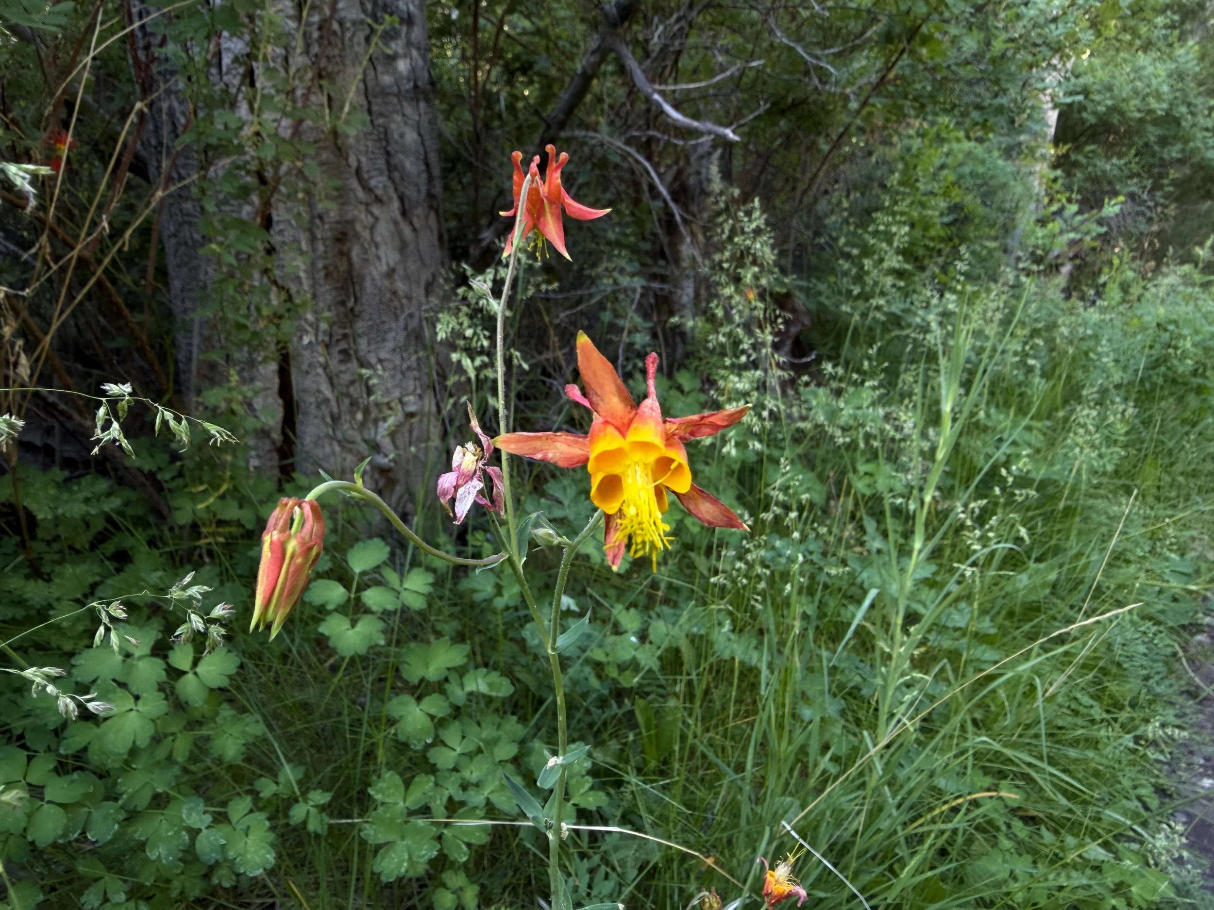 Western Columbine Aquilegia formosa