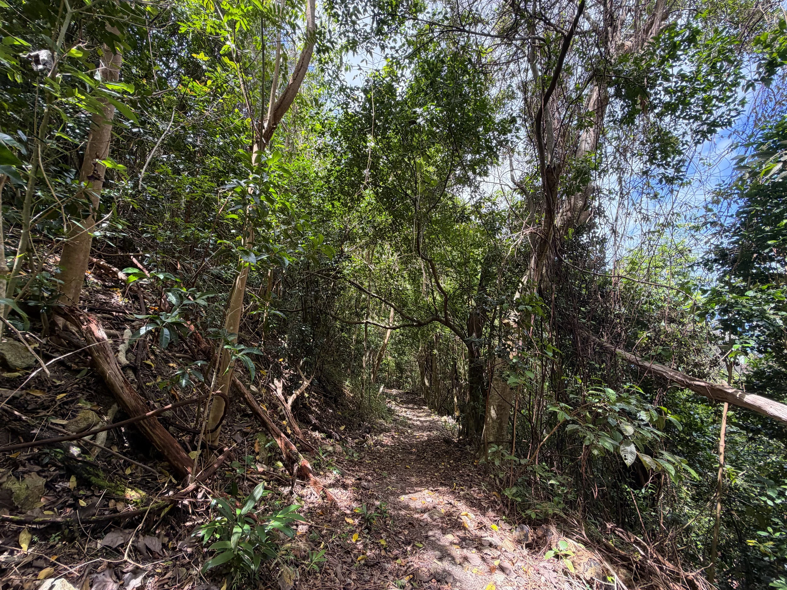 Maria Hope Trail Virgin Islands National Park
