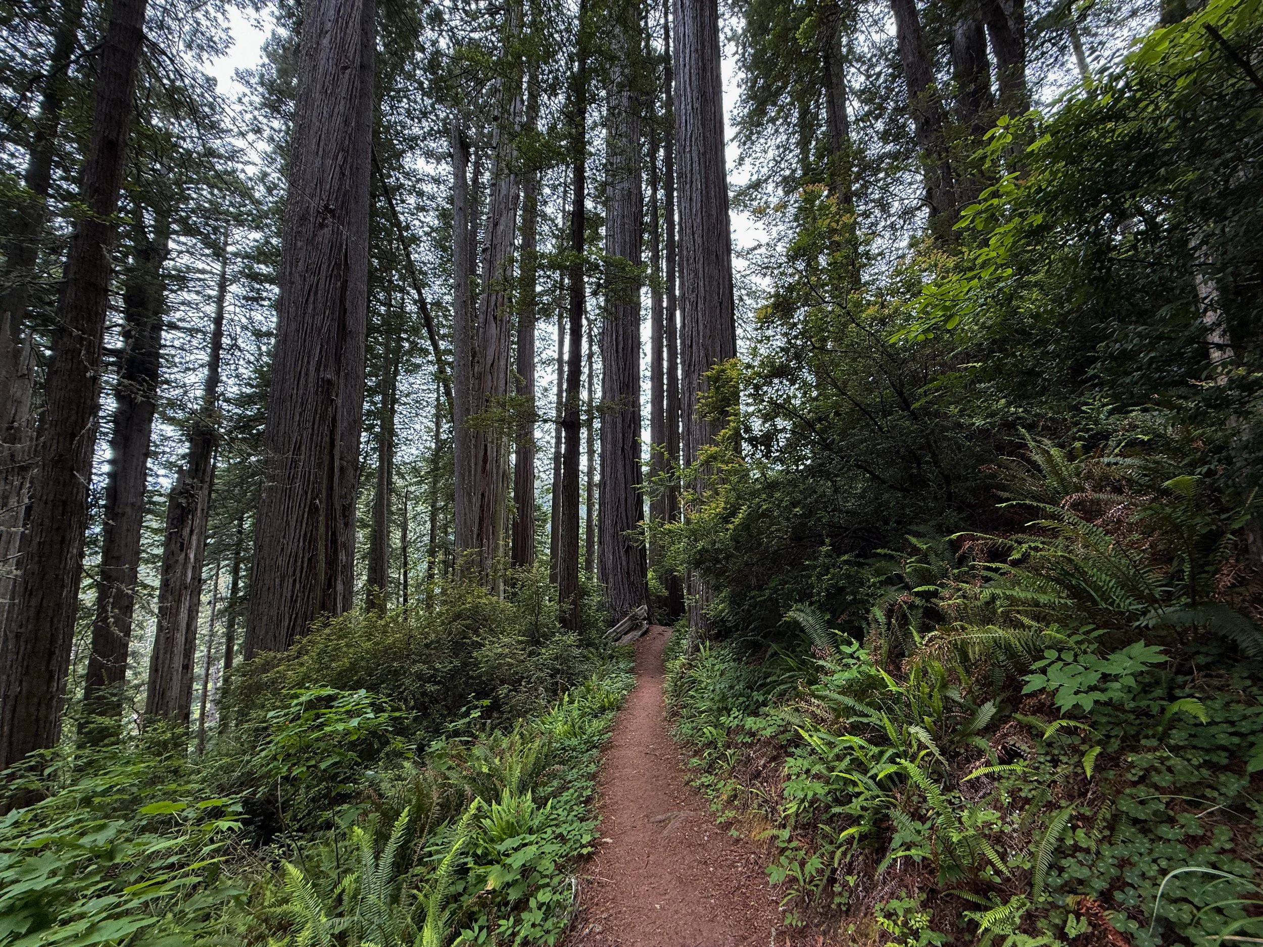 Damnation Creek Trail Del Norte Coast Redwoods State Park California