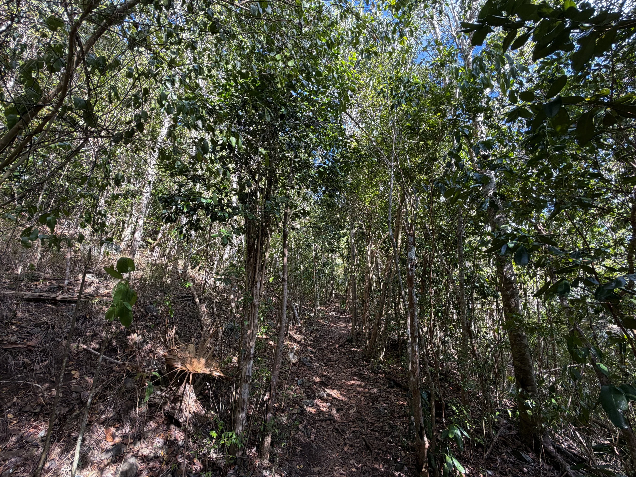 America Hill Trail via Cinnamon Bay Virgin Islands National Park